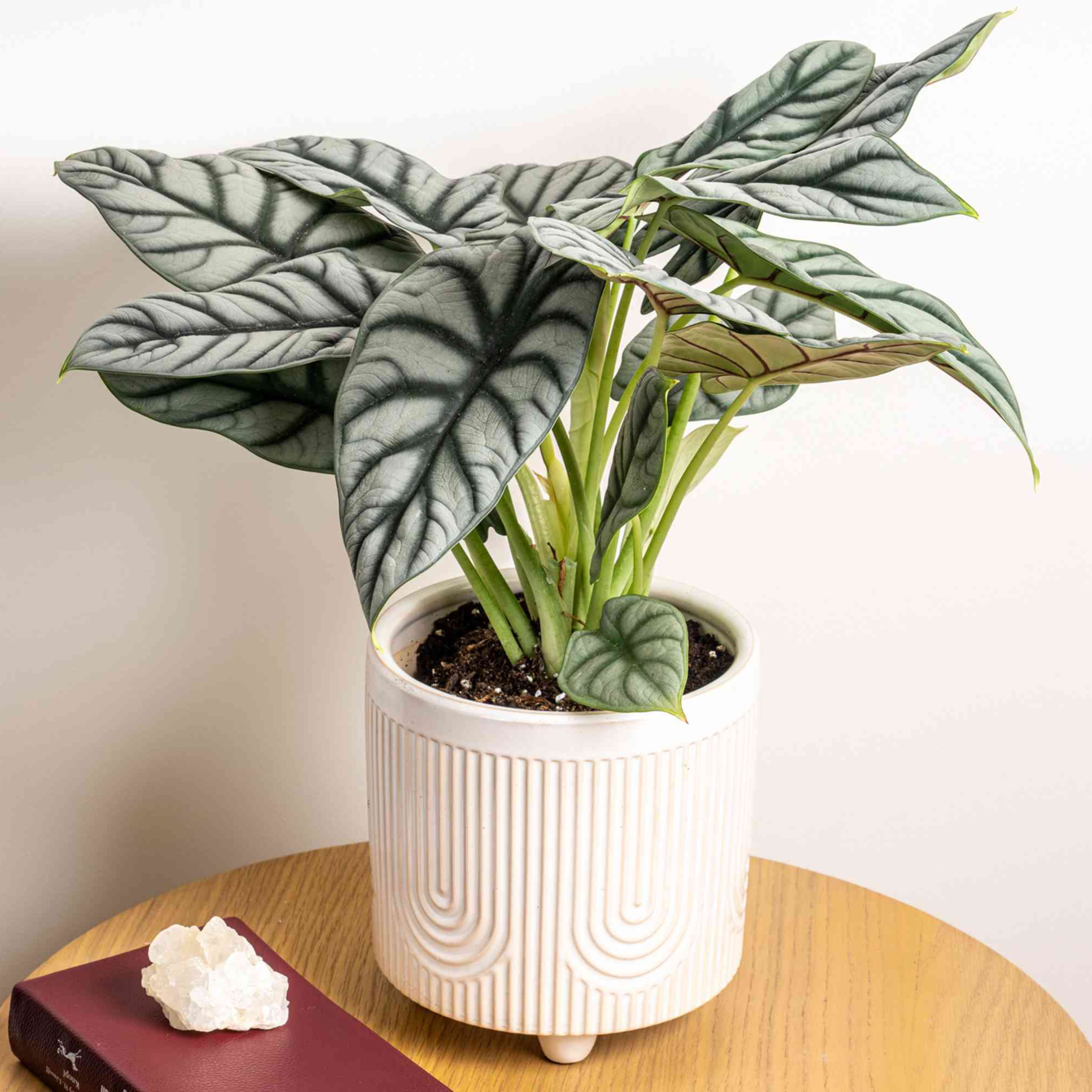 DZ Alocasia Silver Dragon Big Indoor / Outdoor Live Plant - view 2