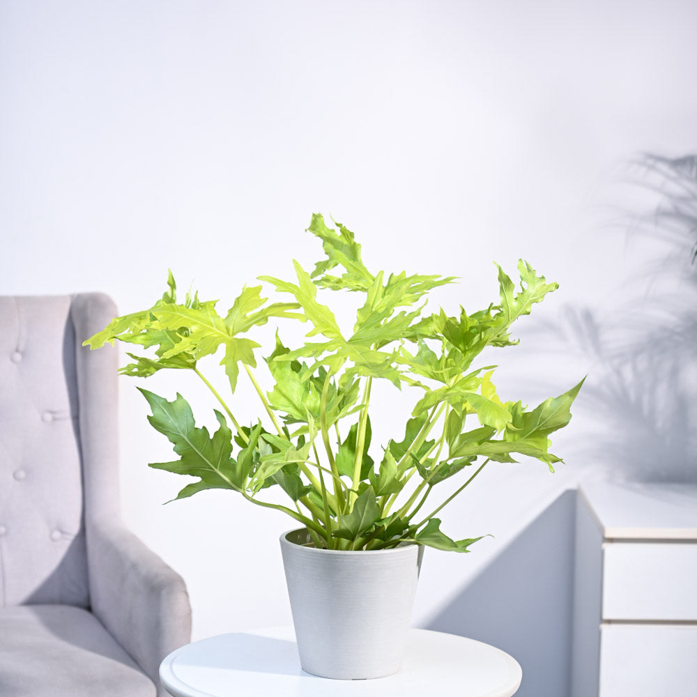 Ugaoo Philodendron Selloum Golden Plant - view 39