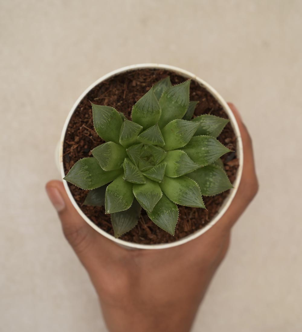 Ugaoo Haworthia Maculata Birthday Gift Hamper - view 4