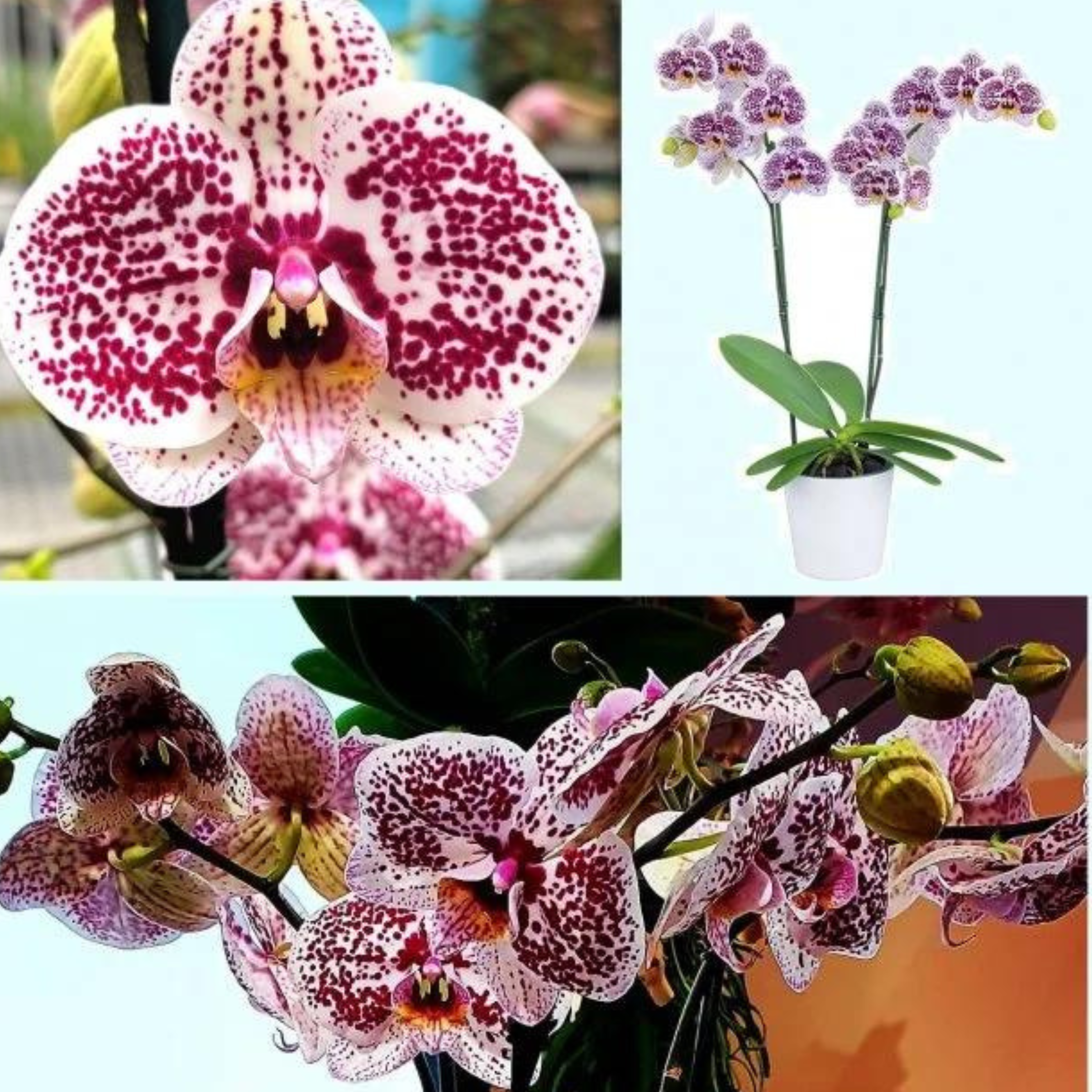 DZ Phalaenopsis Tropic Ocelot - Blooming Size