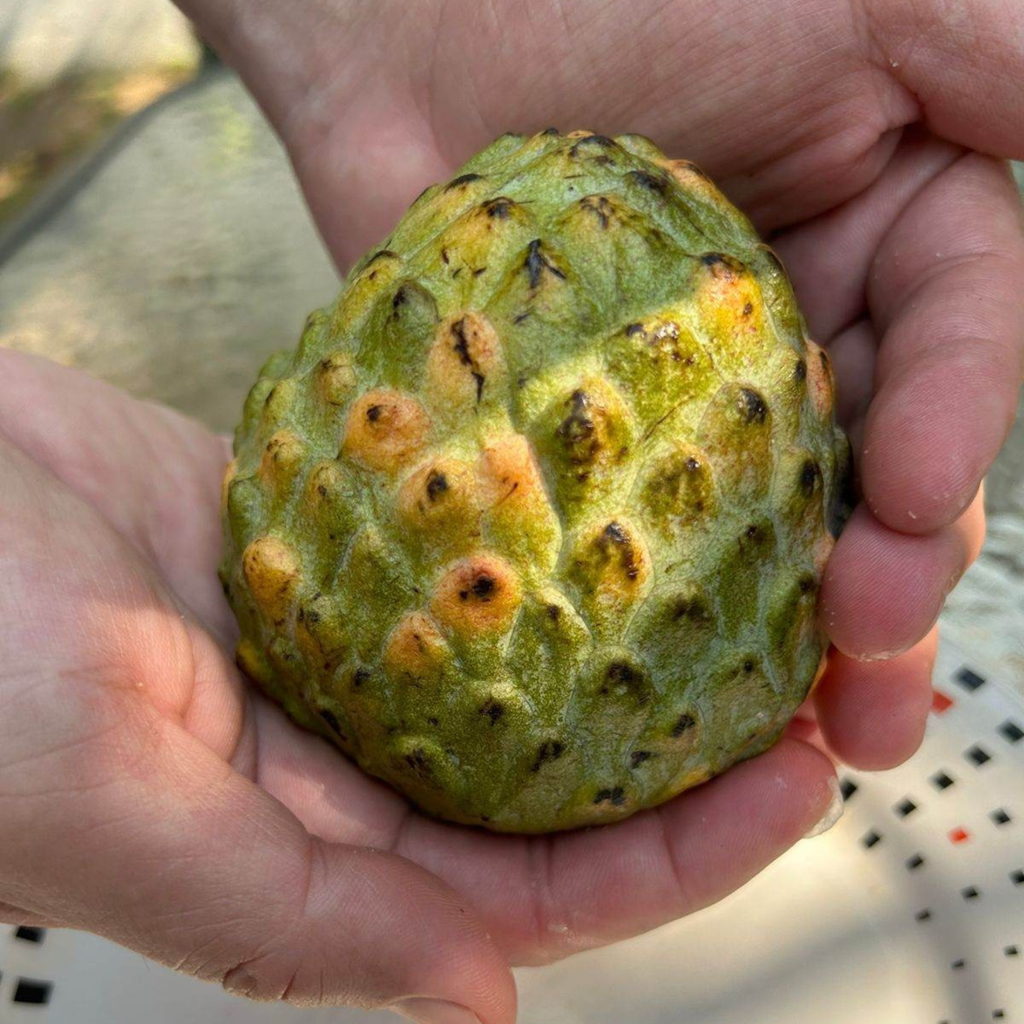 VL Escarlet (Annona reticulata) Fruit Live Plant