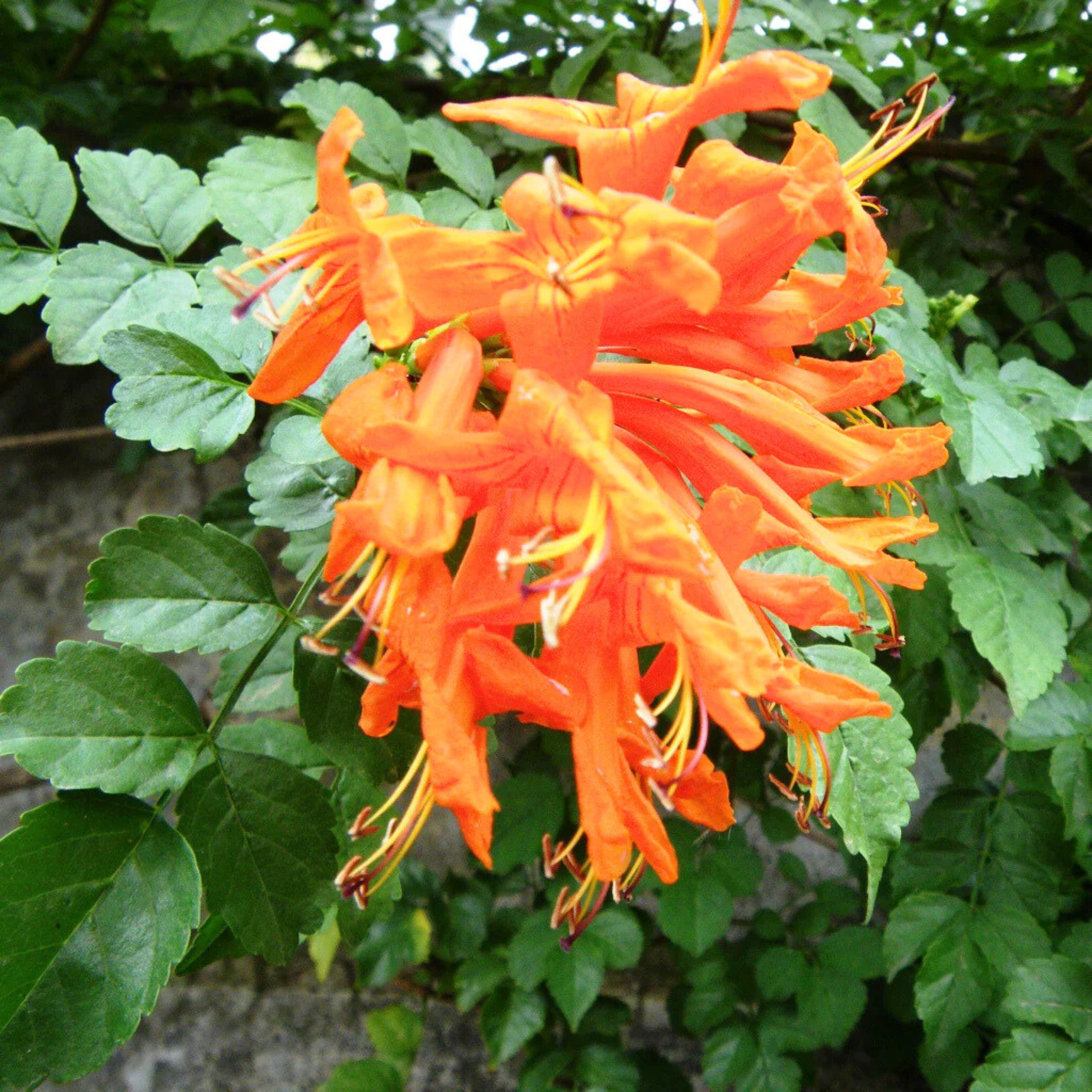 DZ Cape Honeysuckle Orange (Tecoma capensis) Flowering Live Plant - view 2