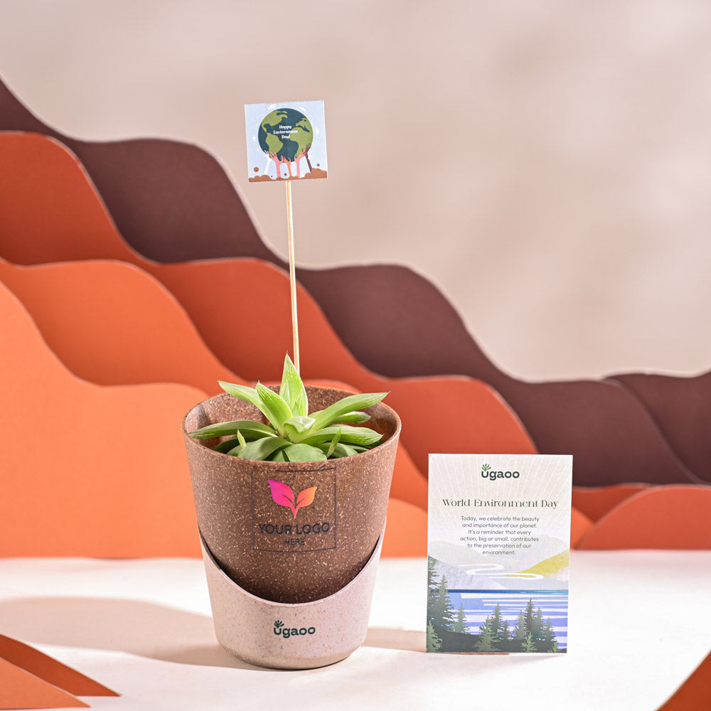 Ugaoo Haworthia Cooperi Fleshy For Environment Day Gifting - view 32