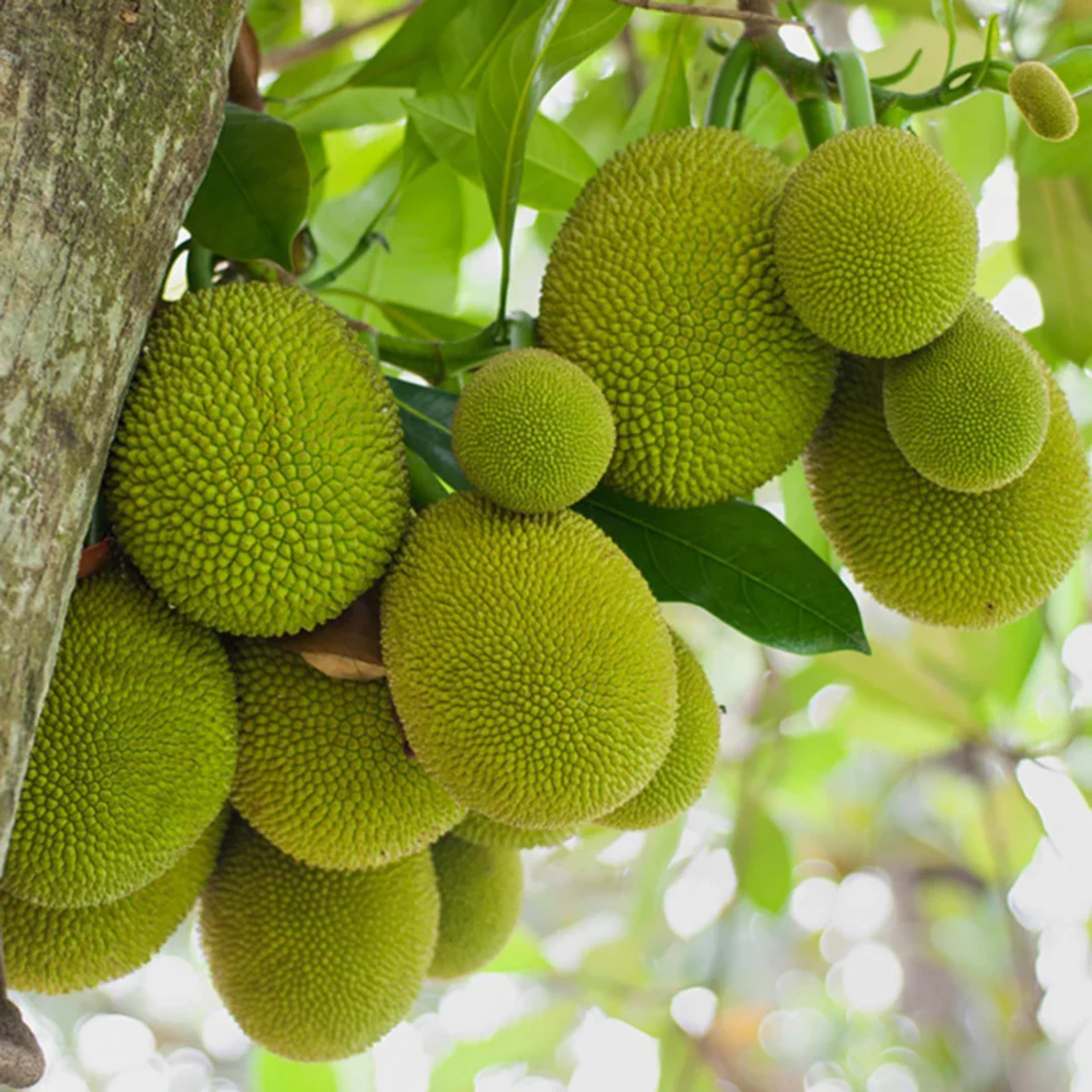 MR Gumless Jackfruit (Artocarpus heterophyllus) Fruit Live Plant