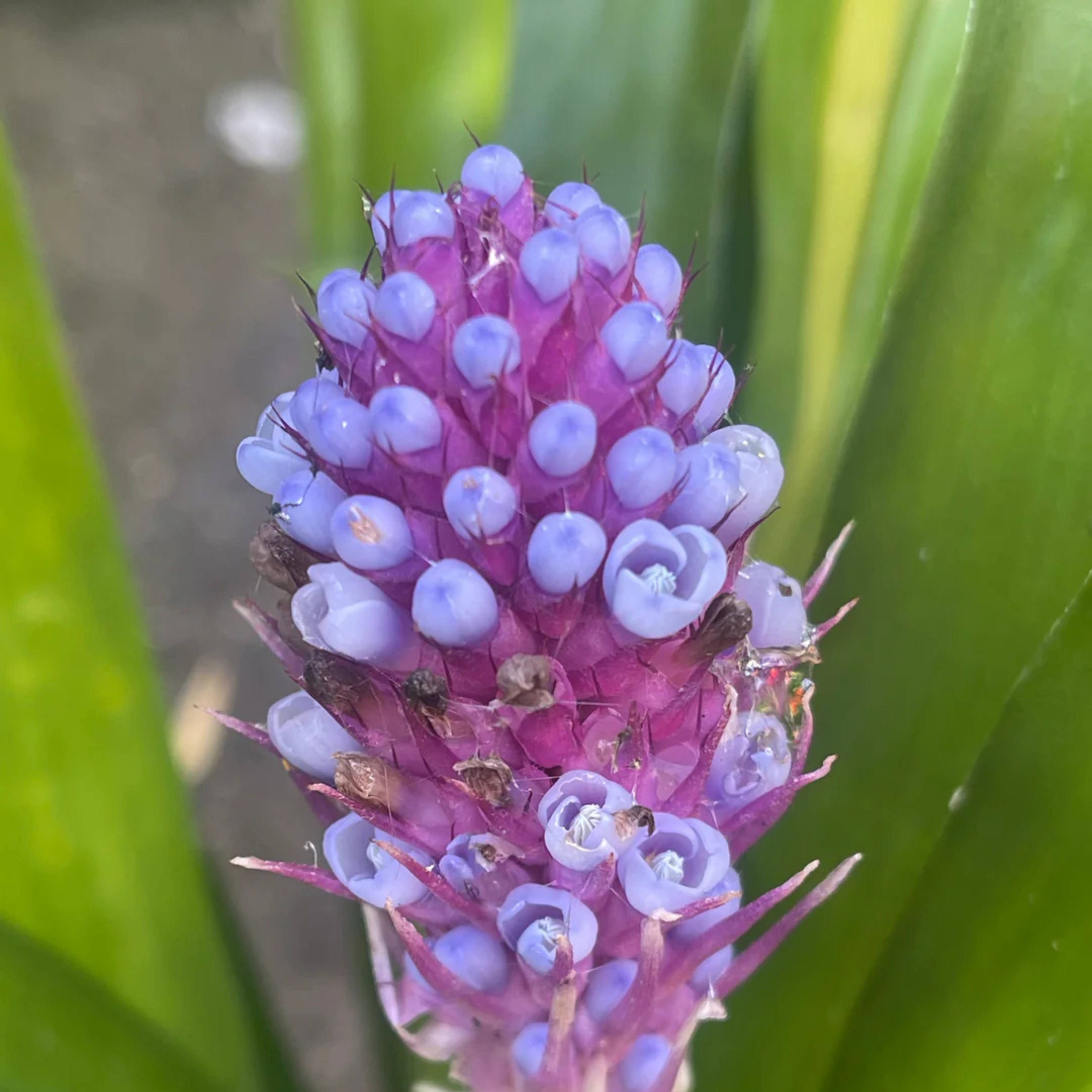 MR Matchstick Airplant / Bromeliad (Aechmea cylindrata) Rare All Time Flowering Live Plant - view 5
