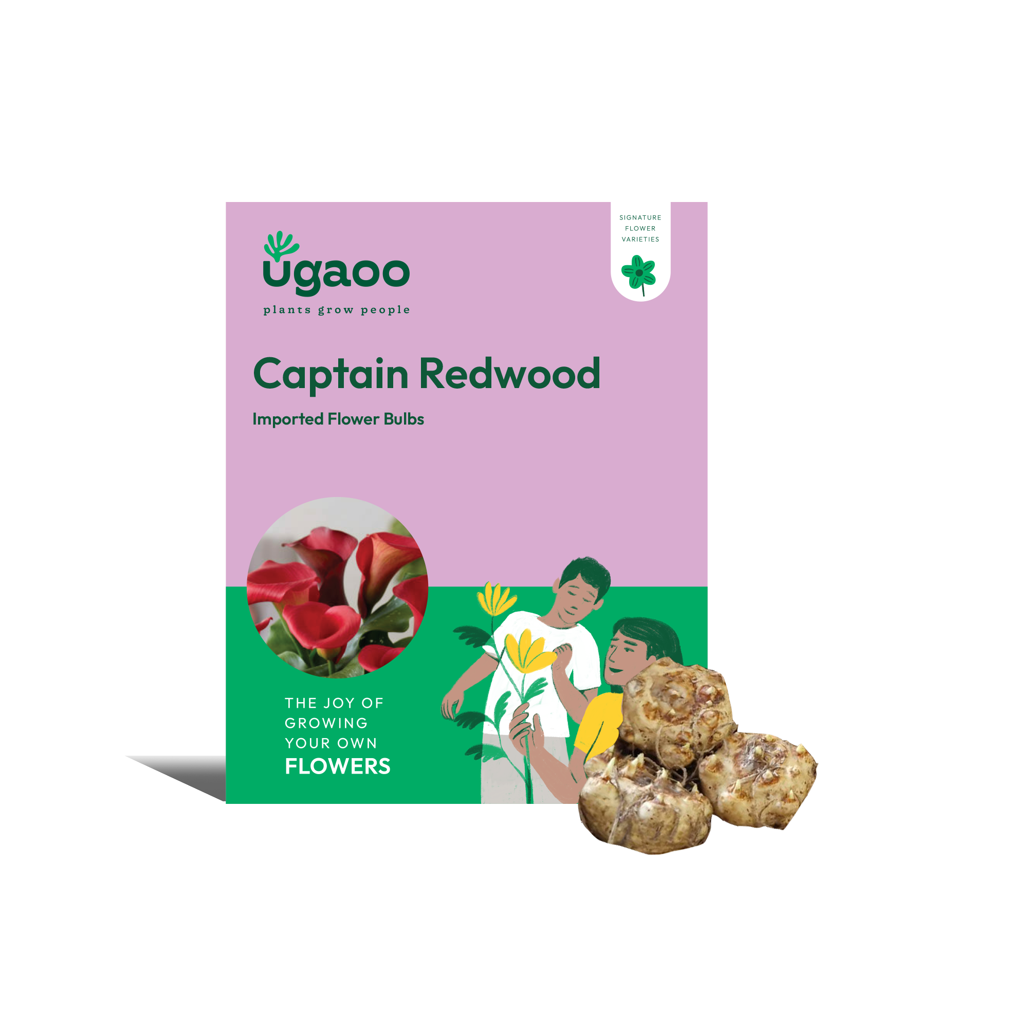 Ugaoo Calla Lily - Captain Redwood Bulbs