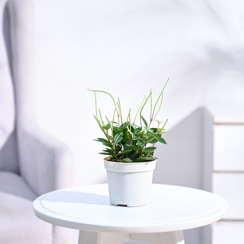 Ugaoo Peperomia Angulata Plant with GroPot