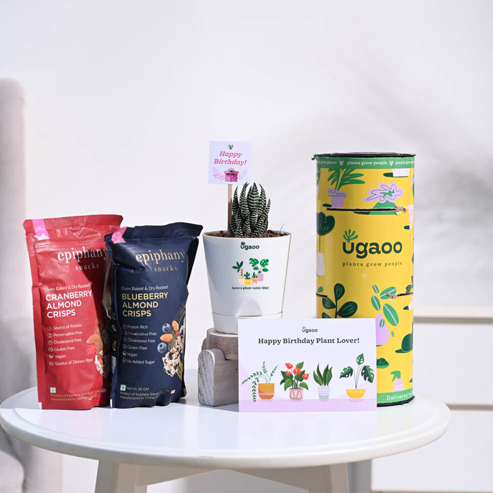 Ugaoo Haworthia Coarctata Birthday Gift Hamper