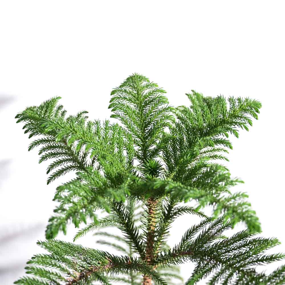 Ugaoo Indian Christmas Tree - XL - view 2