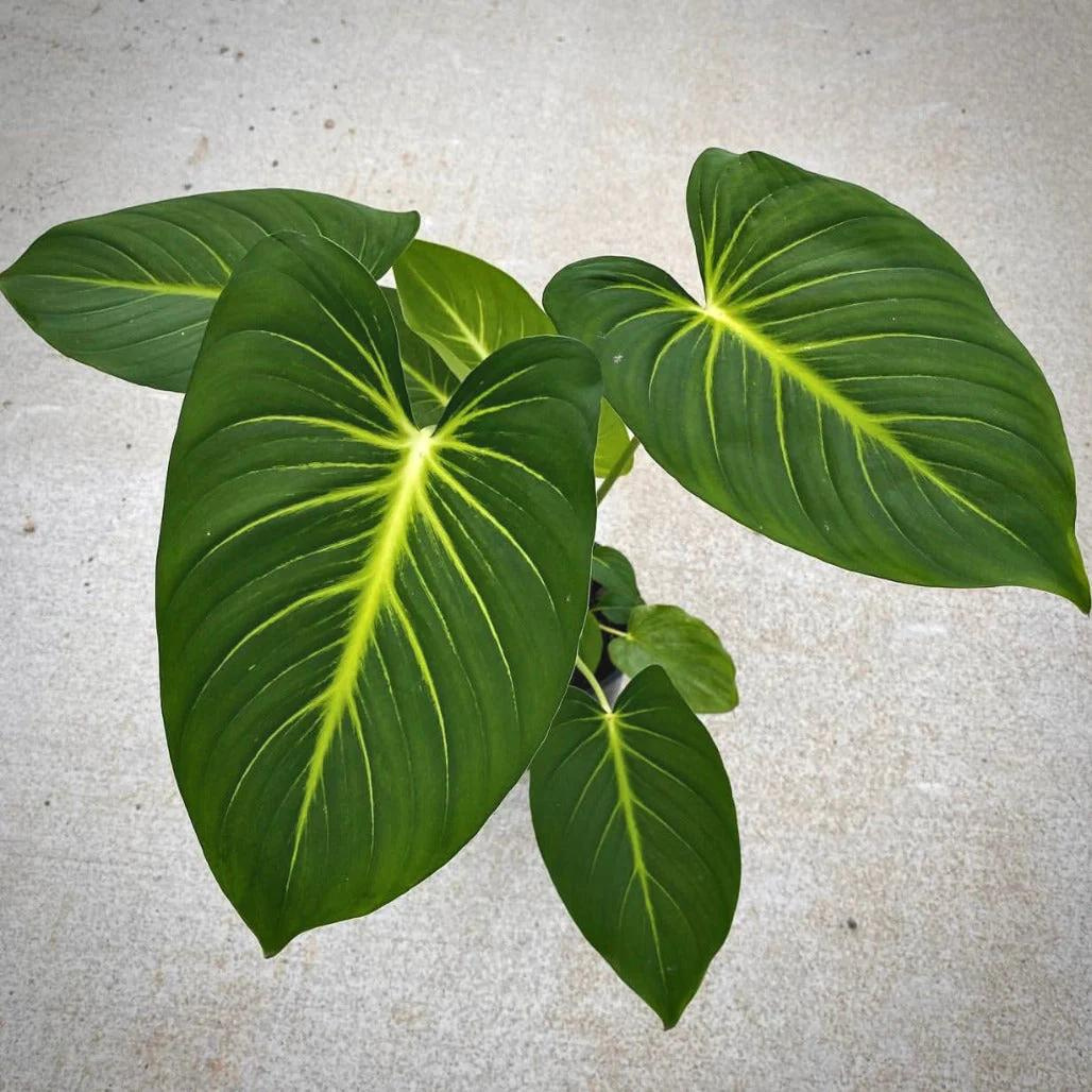 DZ Homalomena 'Lindenii' Indoor/Outdoor Live Plant