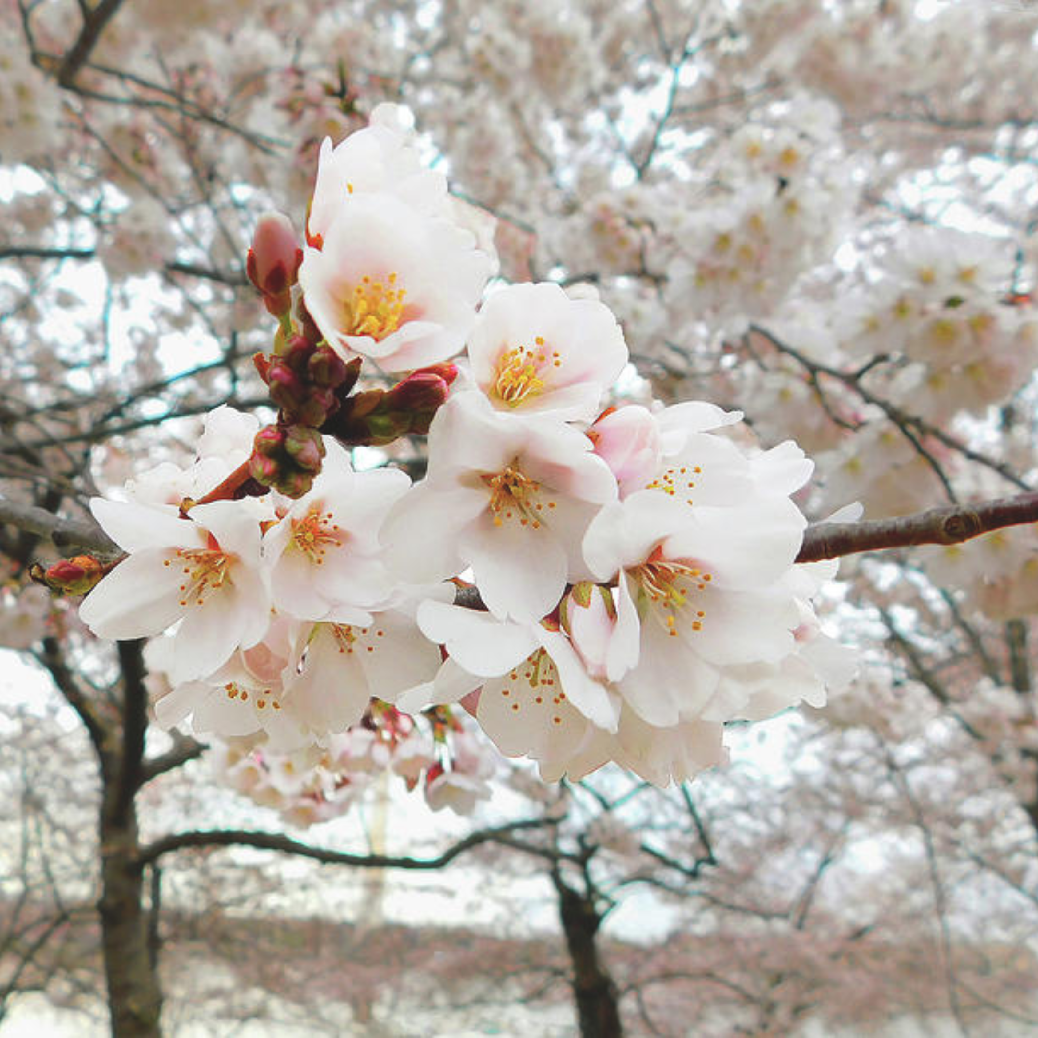 MR White Cherry Blossom (Prunus 'Taihaku') Rare Live Plant