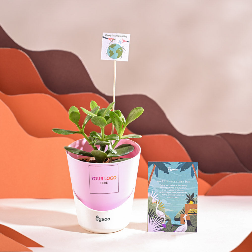 Ugaoo Crassula Ovata Plant For Environment Day Gifting