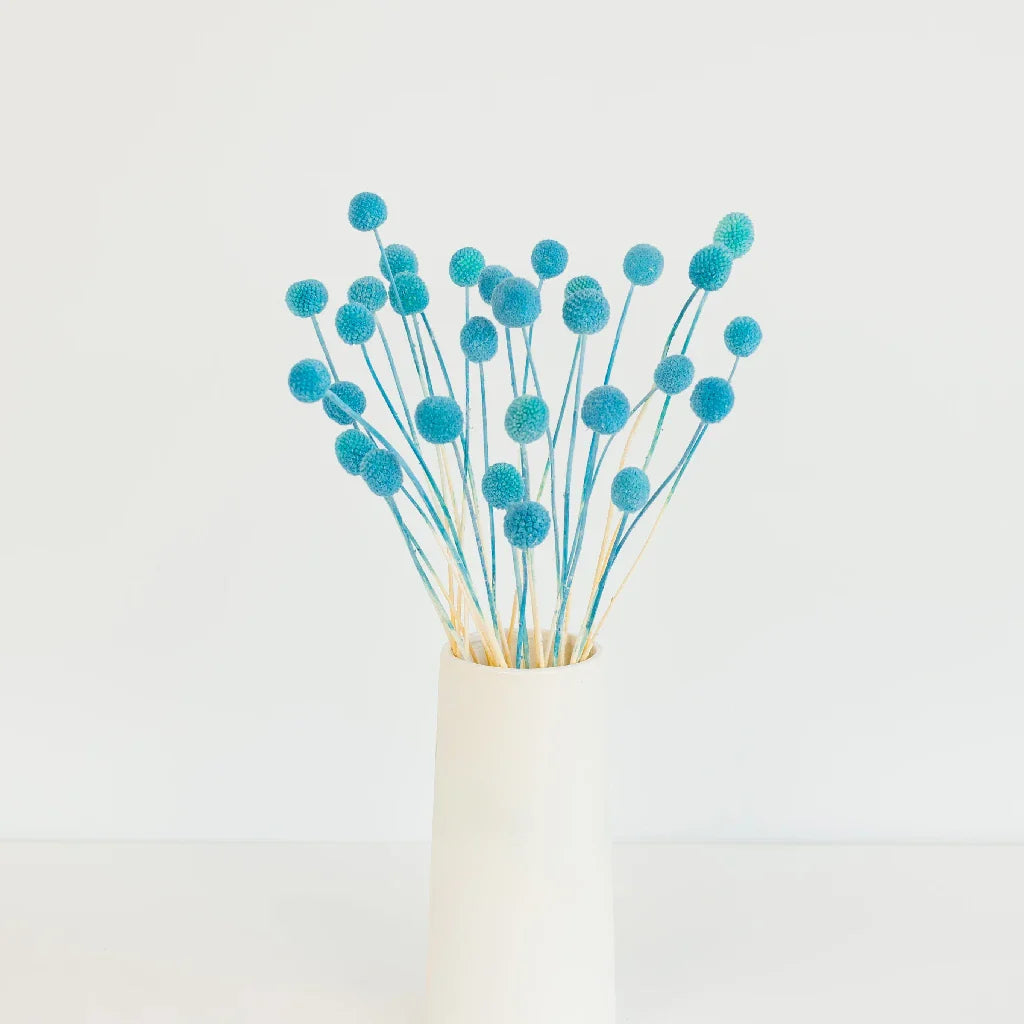 FiftyFlowers Baby Blue Dried Craspedia Billy Balls