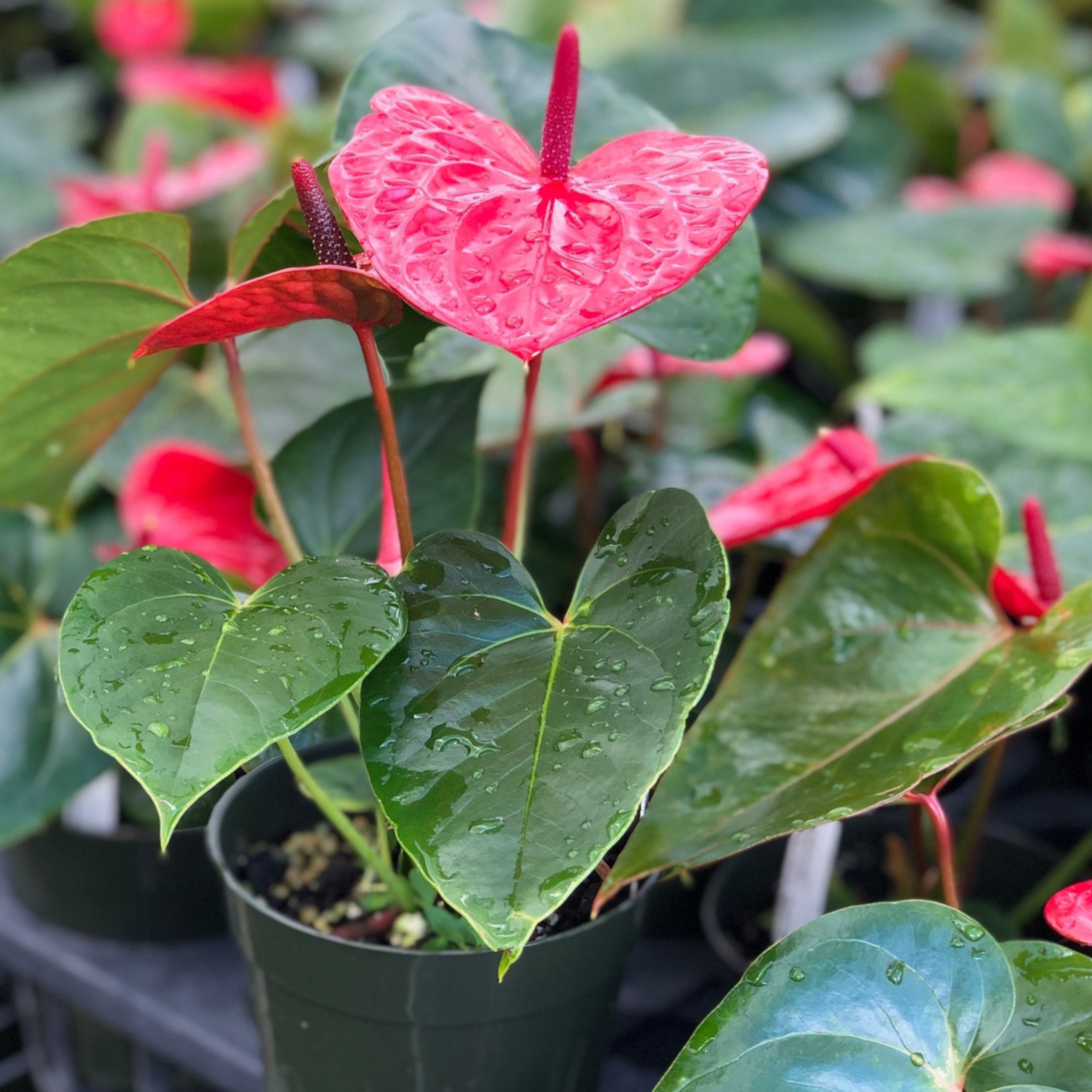 DZ Dwarf Anthurium Casanova Red Indoor/Outdoor Live Plant - view 3