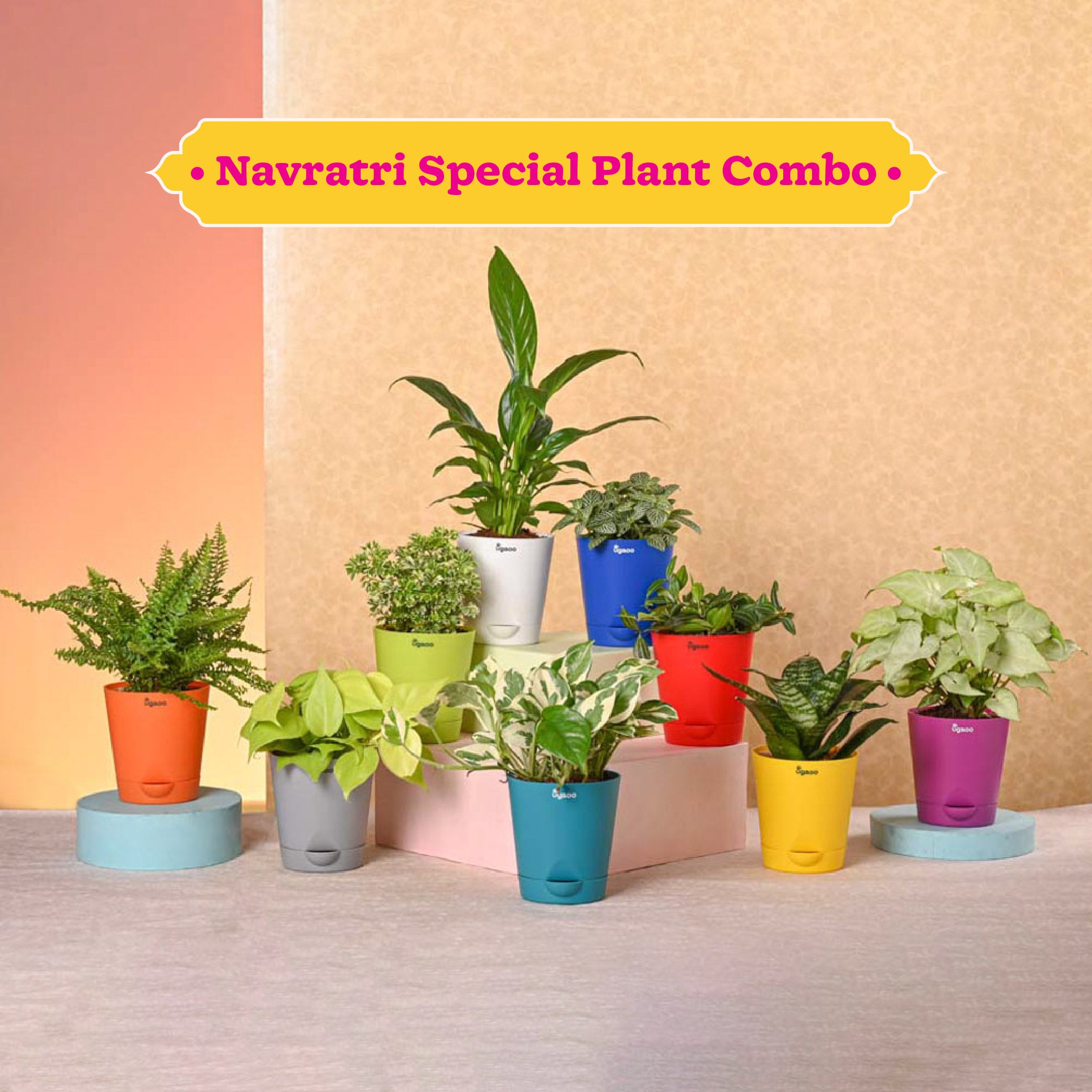 Ugaoo Navratri Celebration Plant Bundle