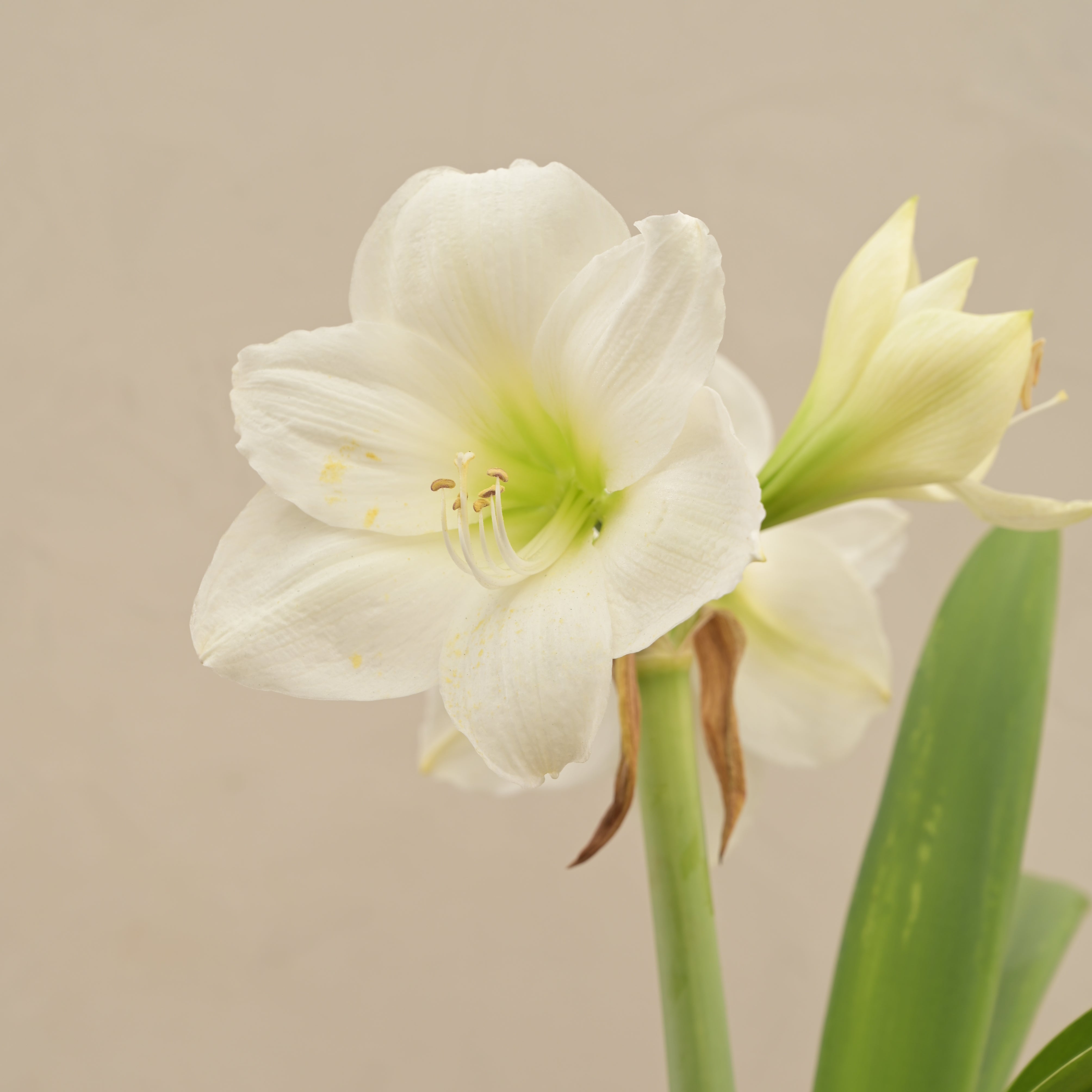 Ugaoo Amaryllis (Amar lily) flower bulb - White - view 2