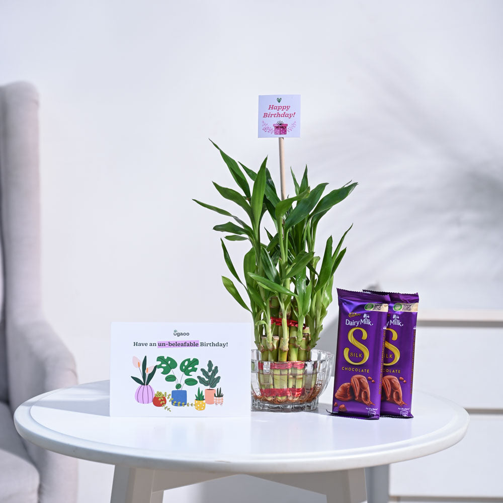 Ugaoo Lucky Bamboo Birthday Gift Hamper
