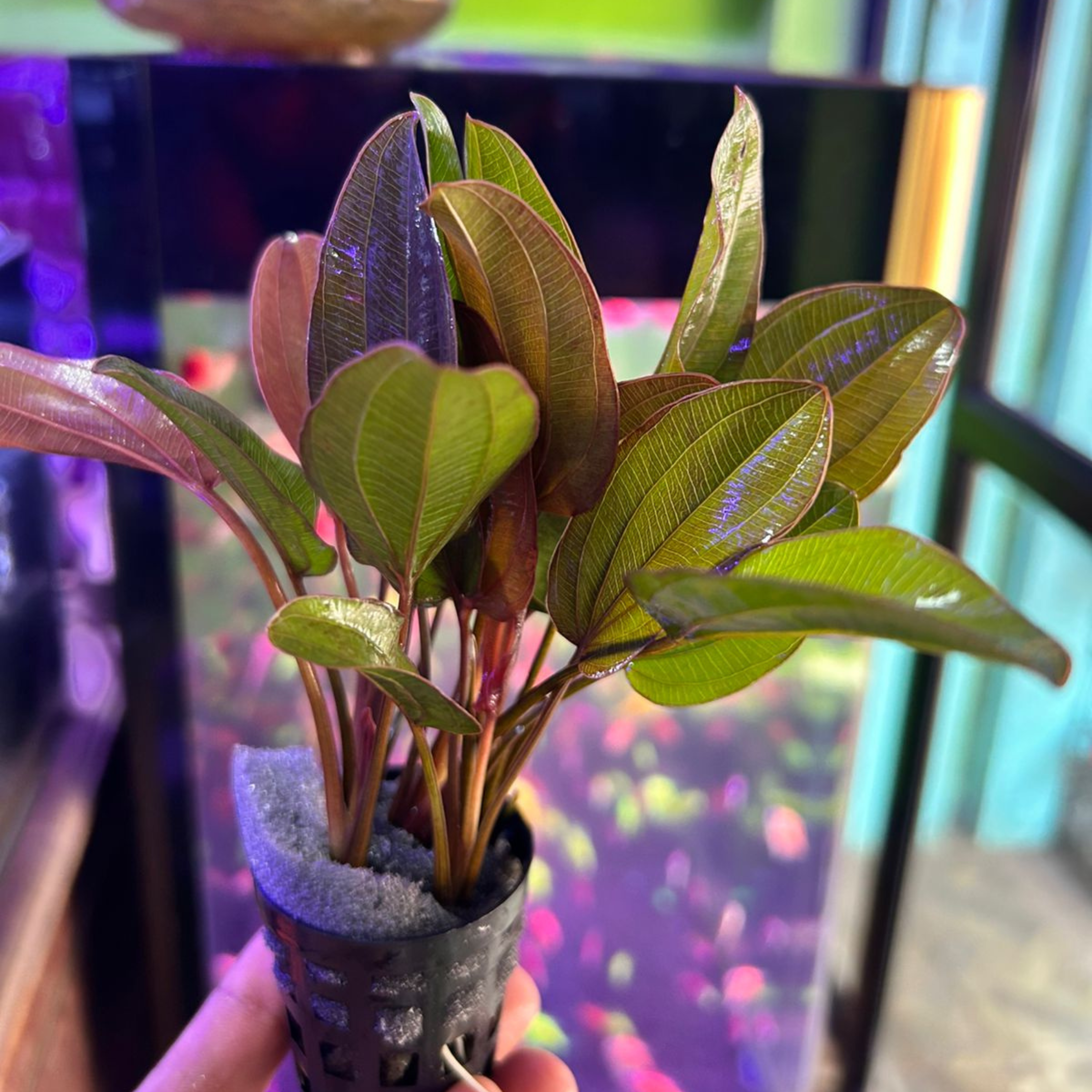 MRWP Echinodorus Big Bear (Big Bear Sword) Aquarium Live Plant - view 3