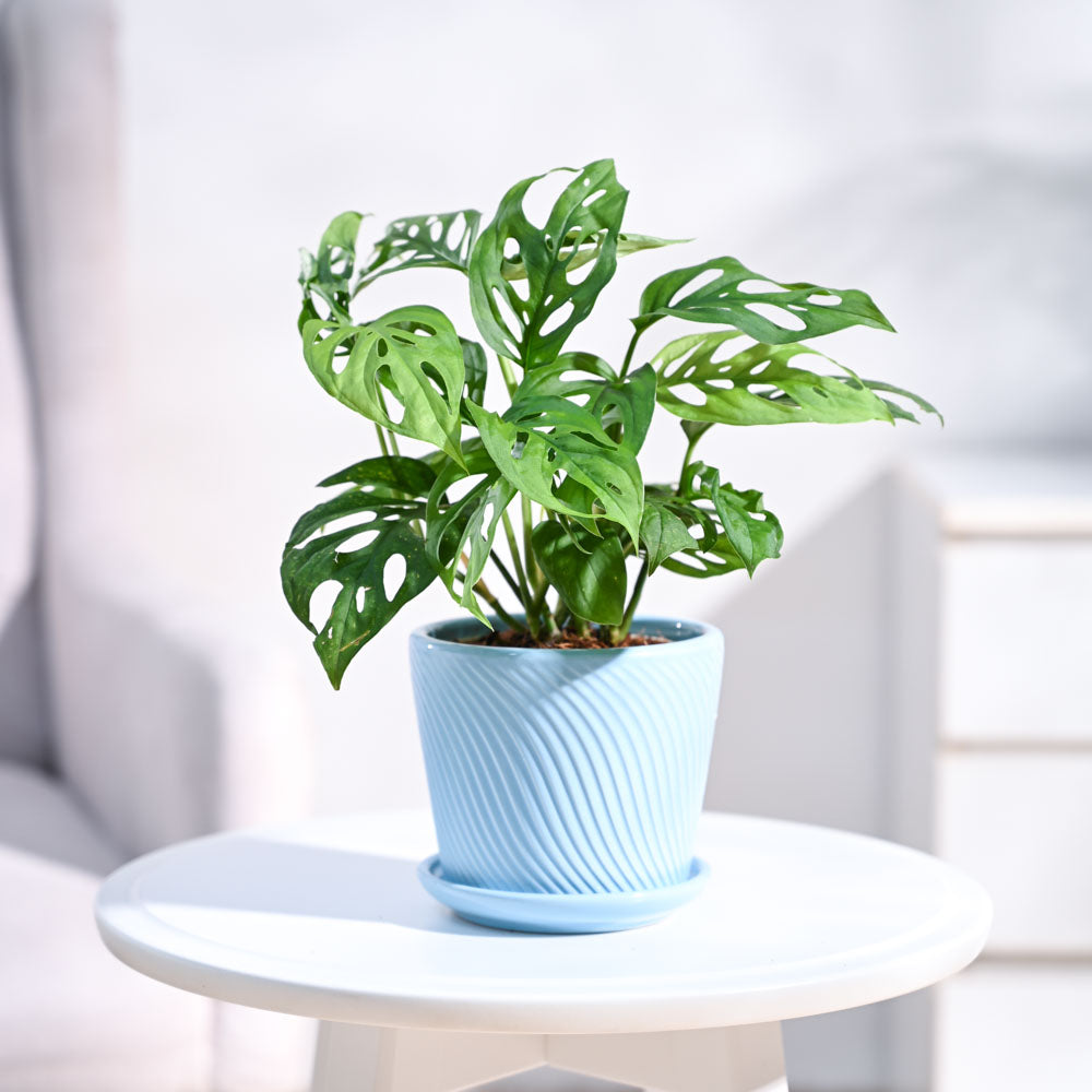 Ugaoo Broken Heart Plant - view 75