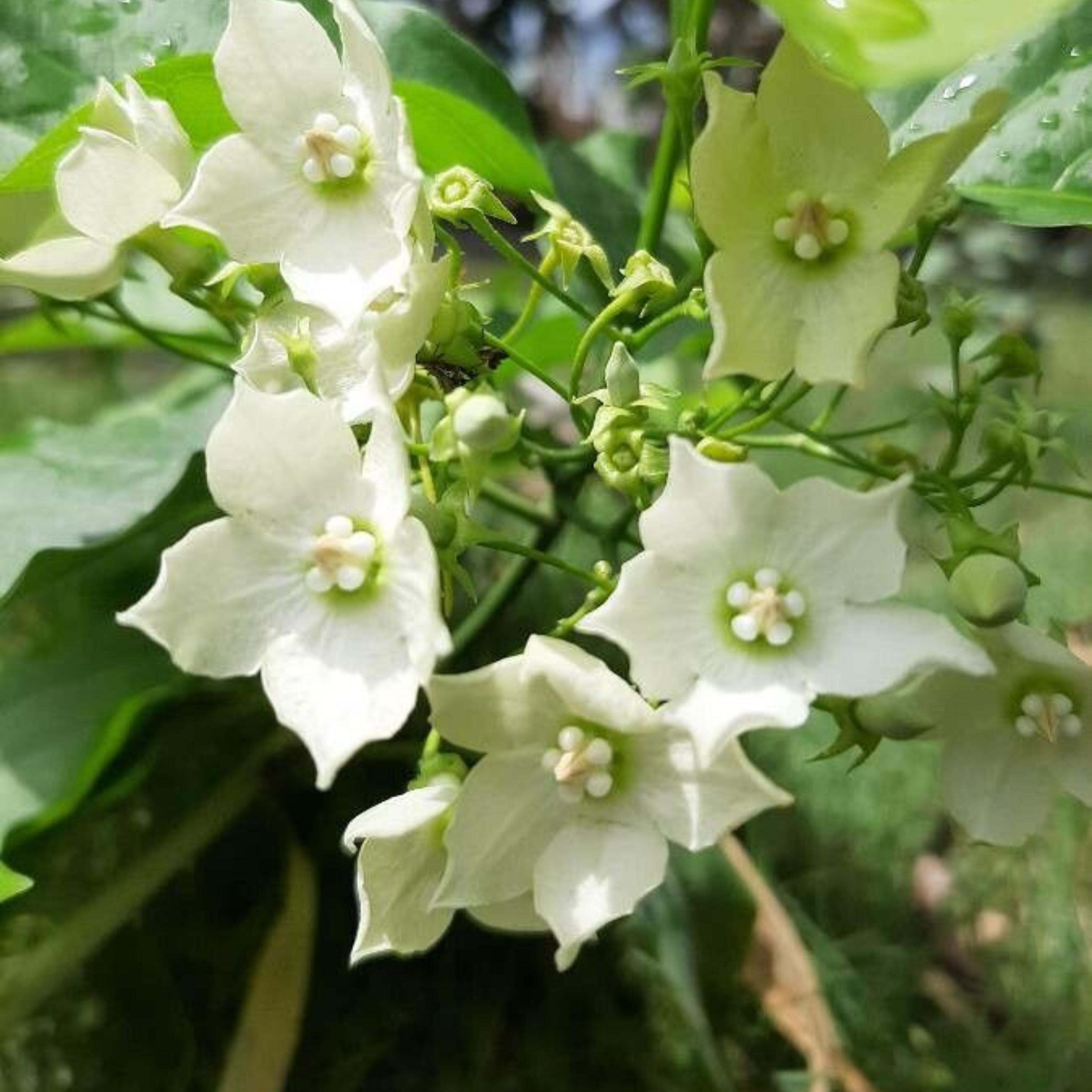 MR Bread Flower Vine (Vallaris glabra) All Time Fragrant Flowering Live Plant - view 2