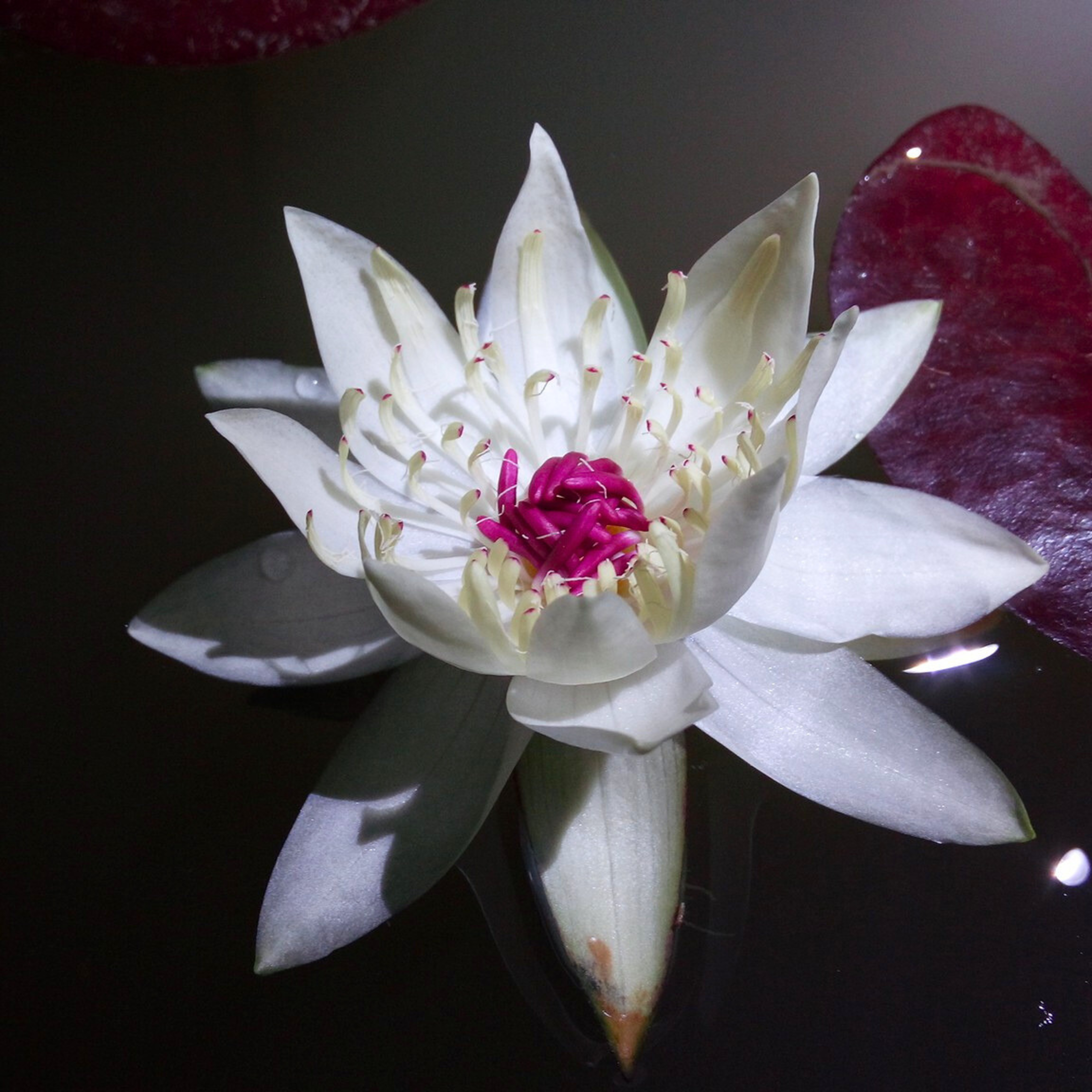 DZ Nymphaea Peru Puerto Maldonado SP - view 3