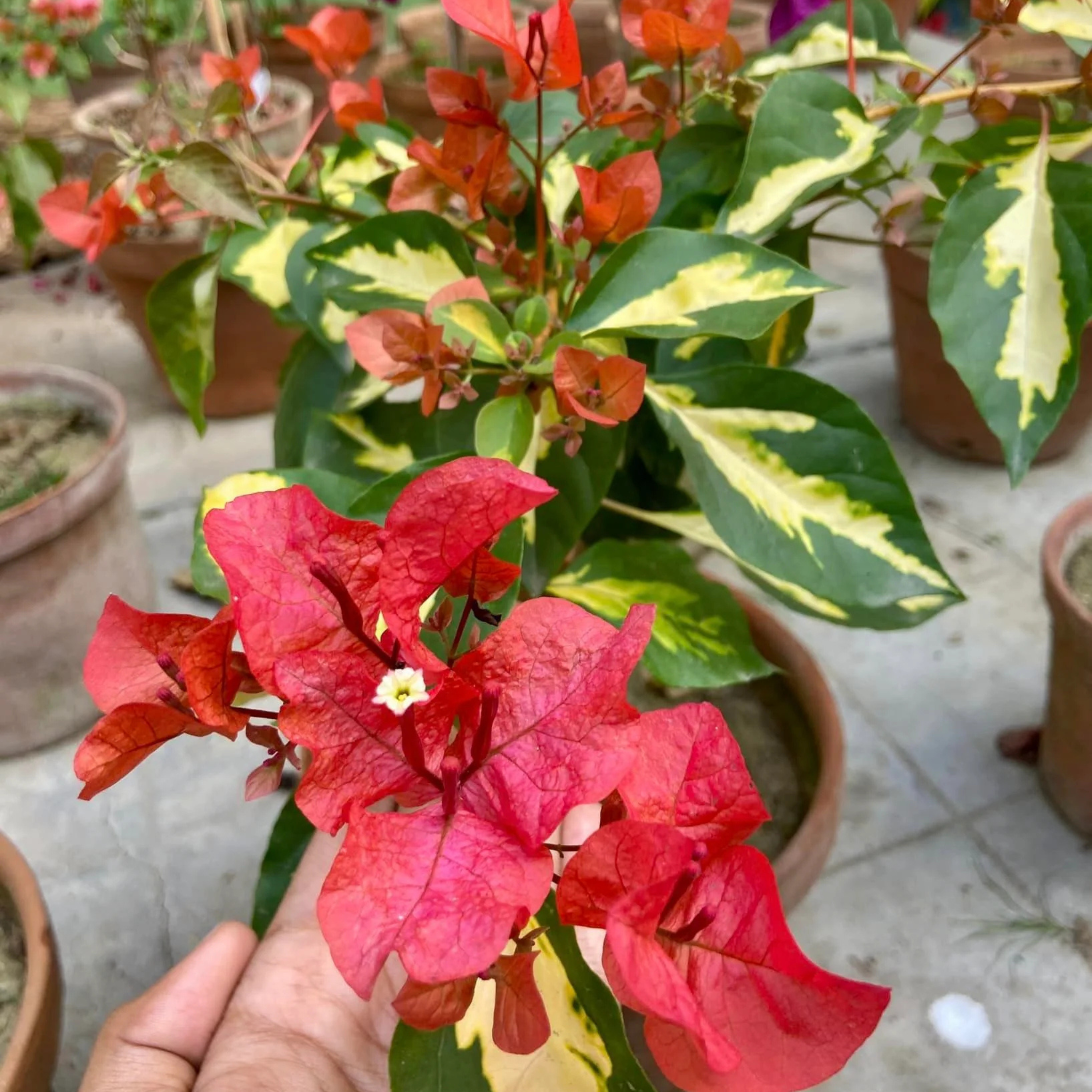 DZ Bougainvillea Thimma Red (Paper Flower) Rare Flowering Live Plant