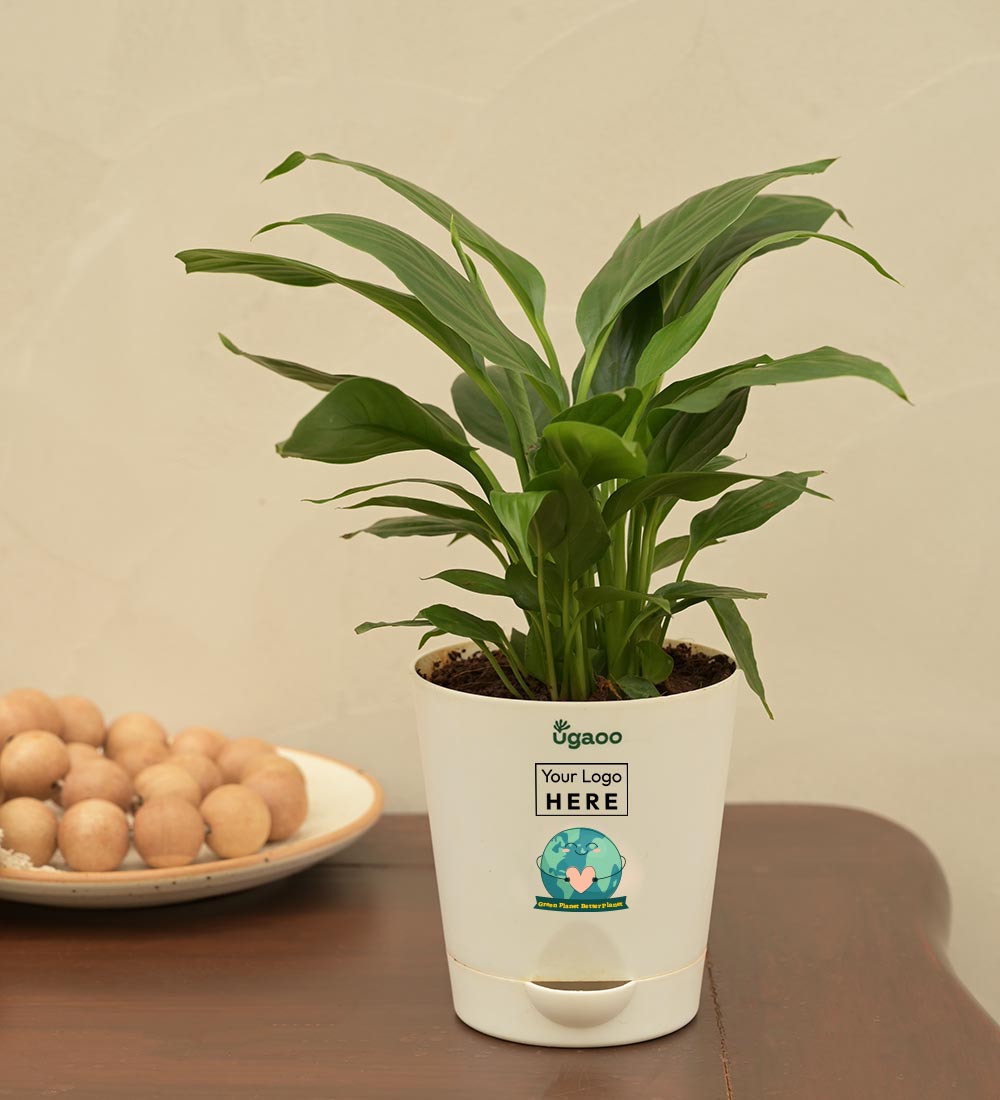 Ugaoo Peace Lily Plant For Environment Day Gifting