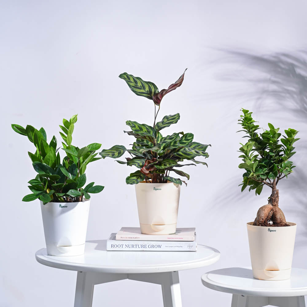 Ugaoo Green Oasis Indoor Plant Bundle
