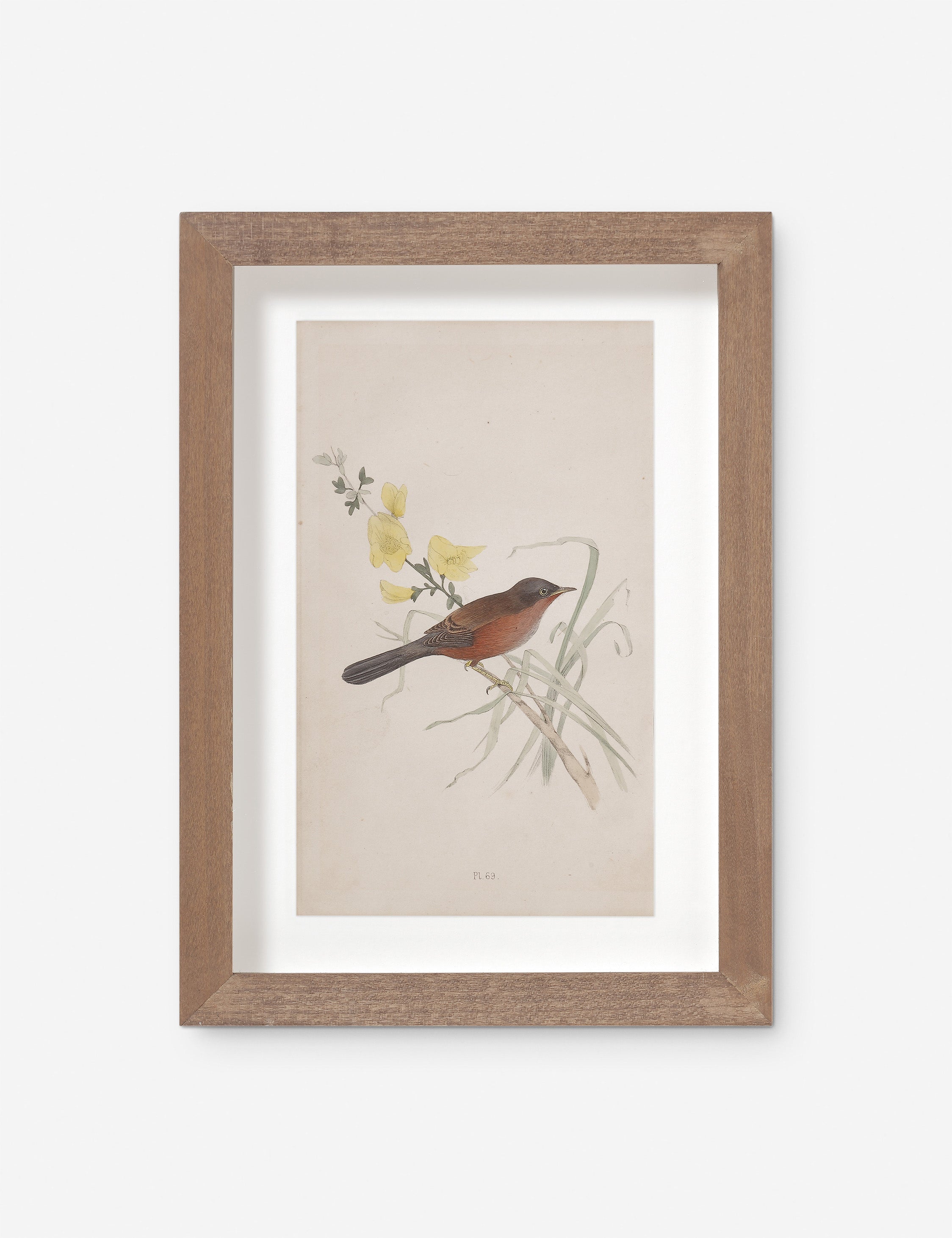 Lulu and Georgia Vintage Bird Watercolor No. 69 Wall Art by Visual Contrast