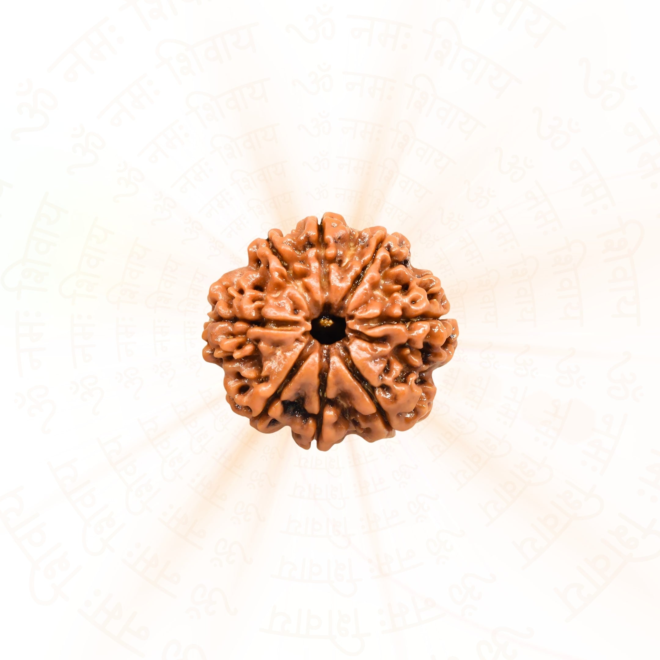 Prinjal Jewellers 8 Mukhi Rudraksha ( Nepali )