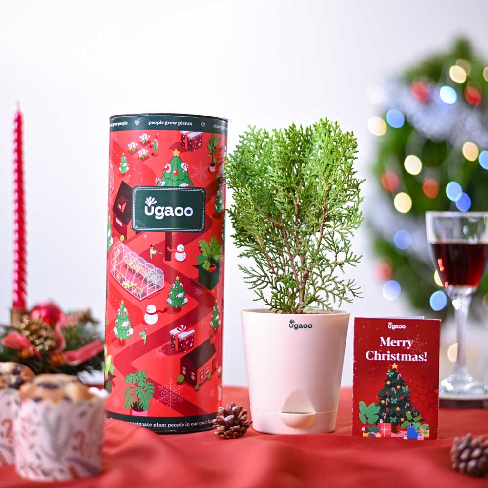 Ugaoo Thuja Plant Christmas Gift