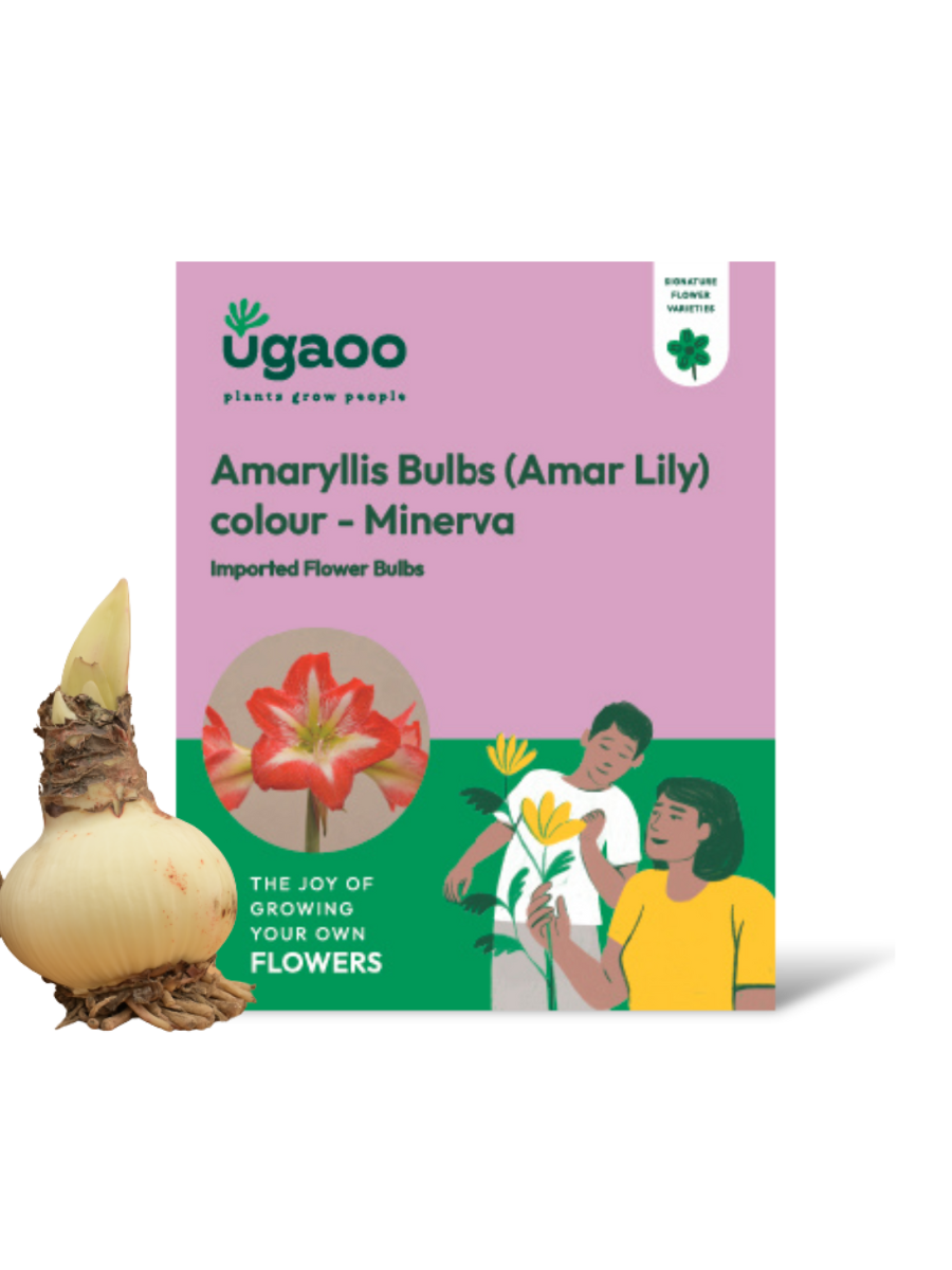 Amar lily flower – Ugaoo Amaryllis (Amar lily) Flower Bulb - Minerva