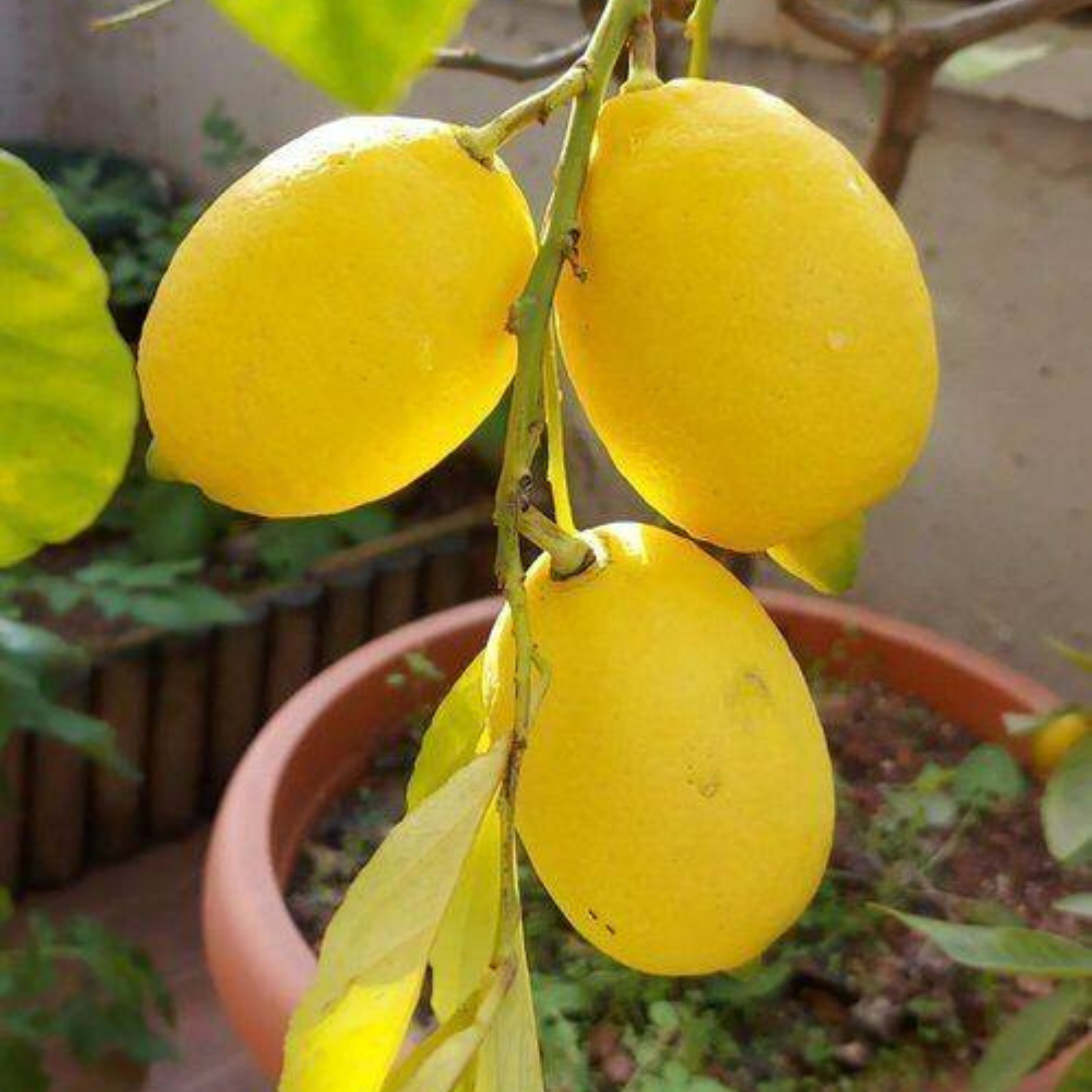 MR Gondhoraj Lemon (Citrus × limonia) Fruit Live Plant