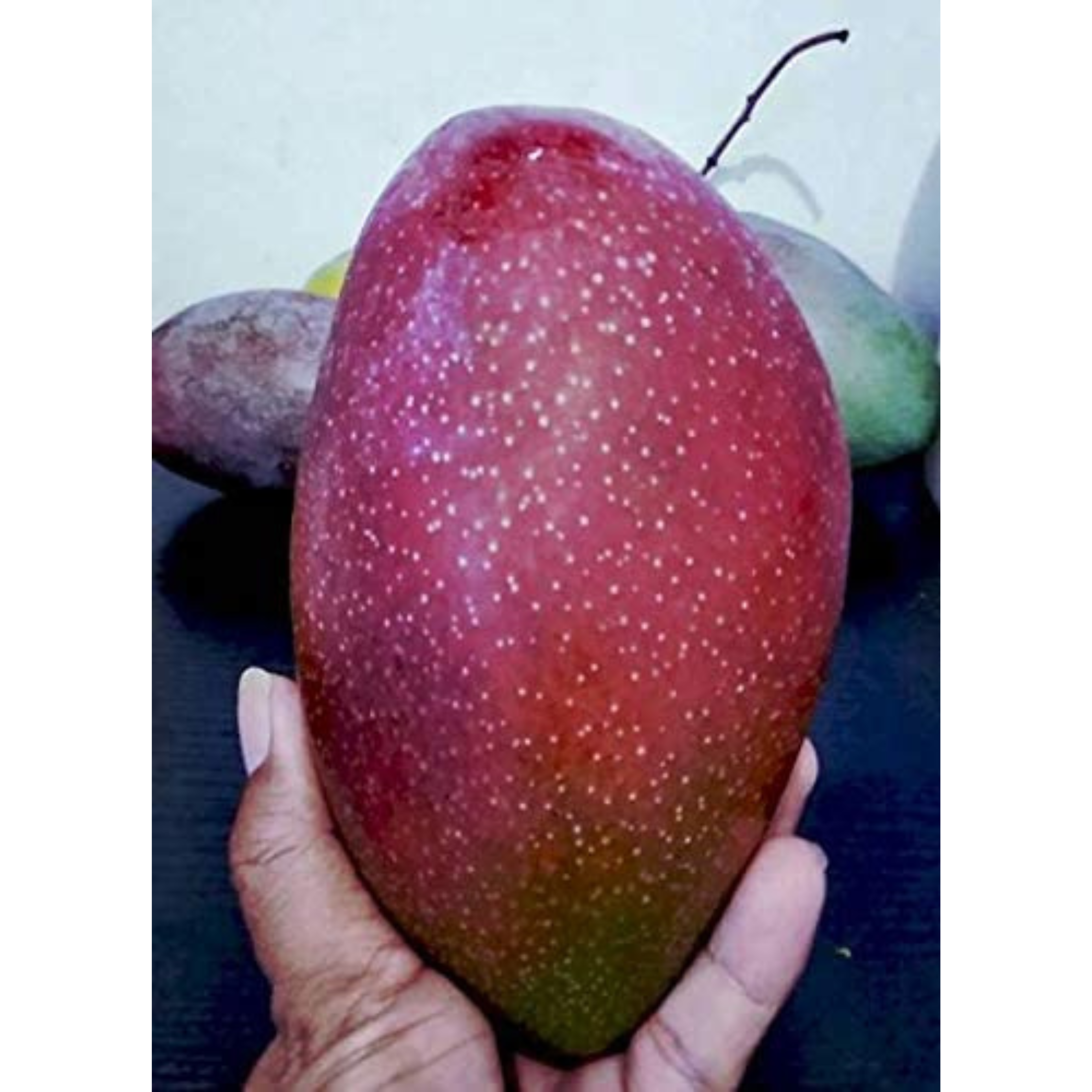 VL Yuwen Mango Grafted Live Plant