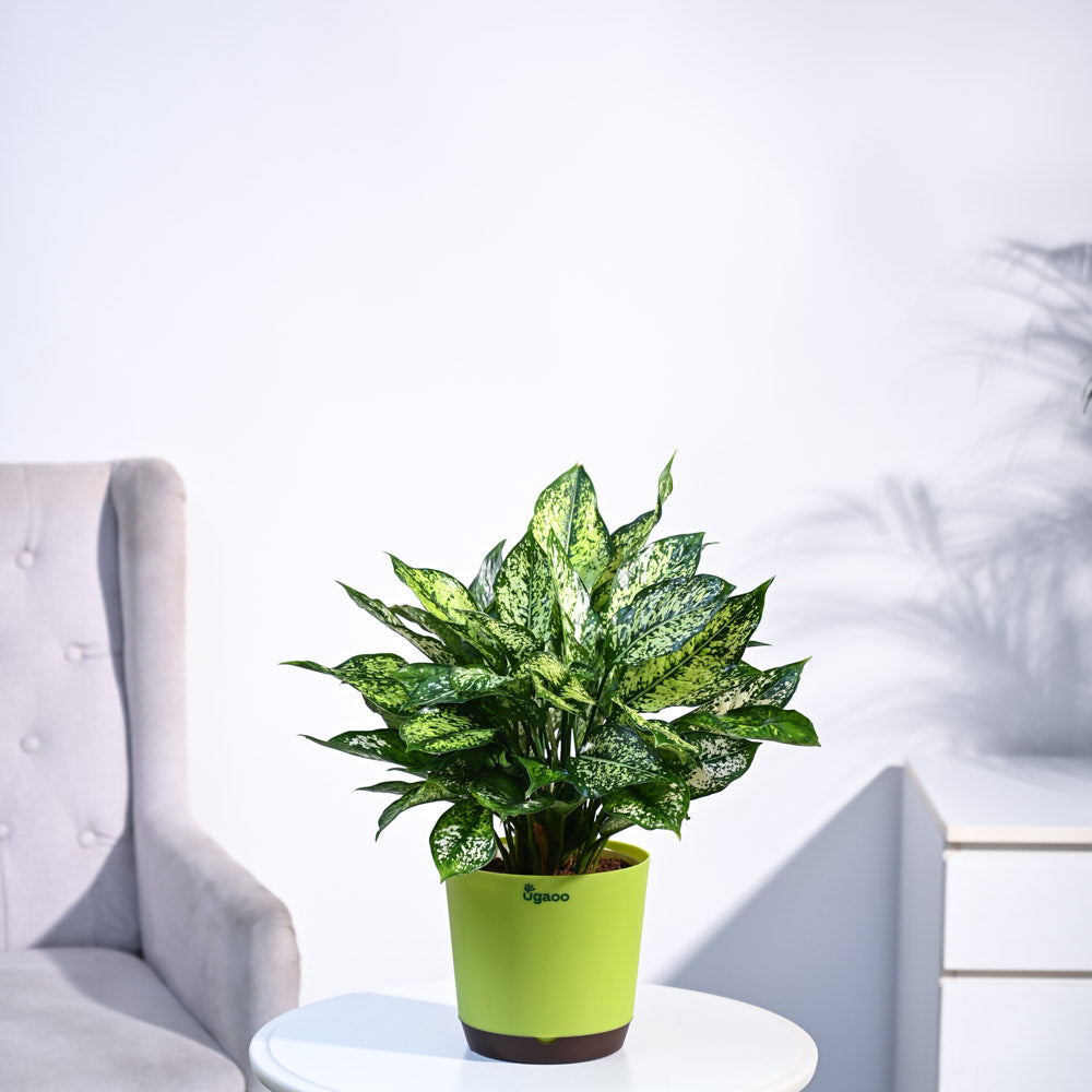 Ugaoo Aglaonema Snow White Plant