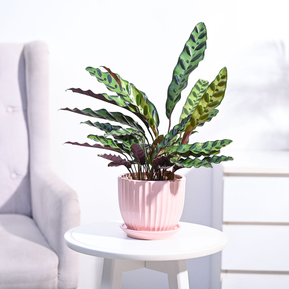 Ugaoo Calathea Rattlesnake Plant
