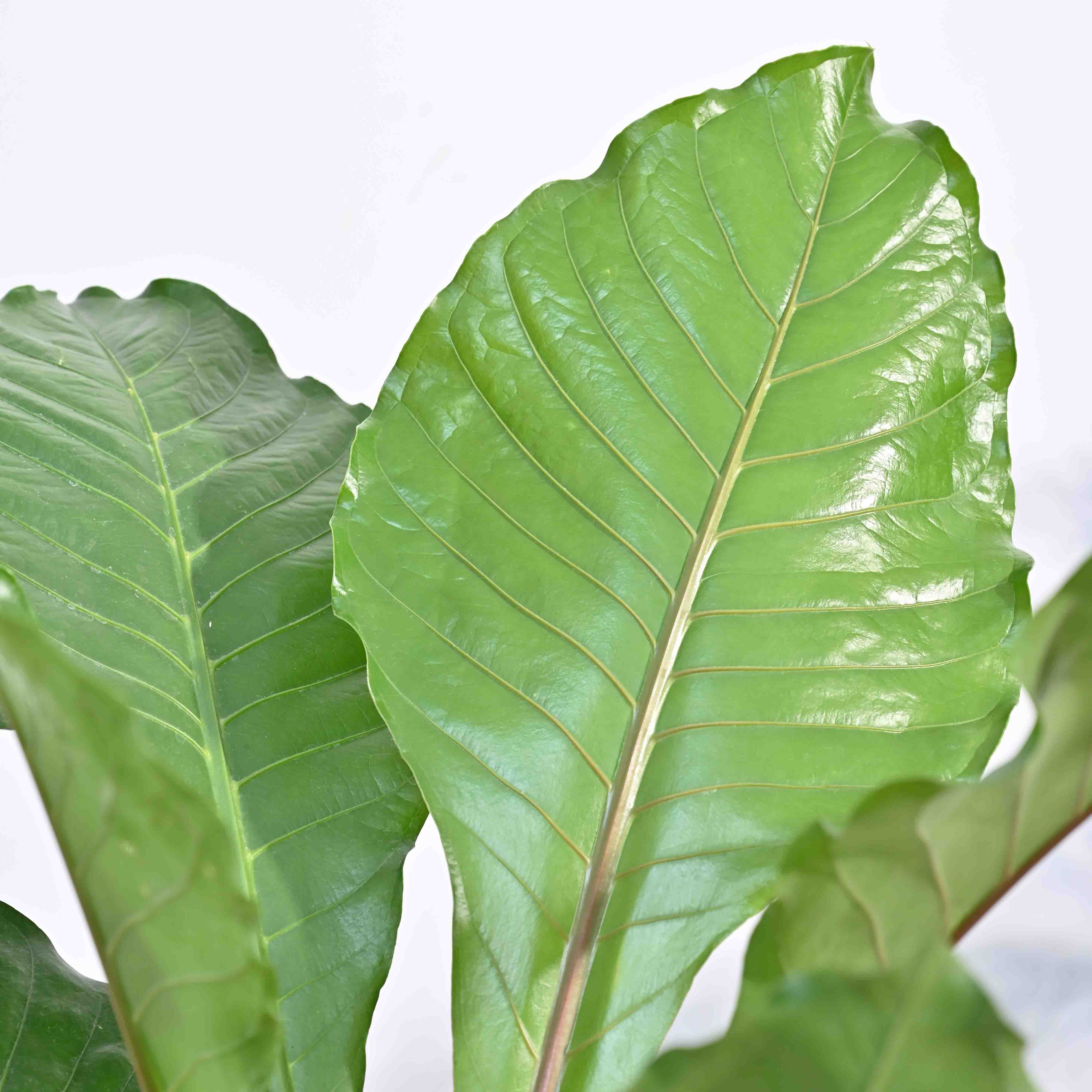 Ugaoo Anthurium Hookeri - XL - view 2