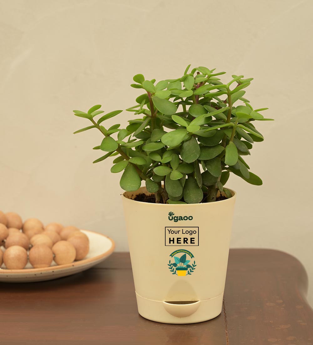 Ugaoo Jade Mini Plant For Environment Day Gifting