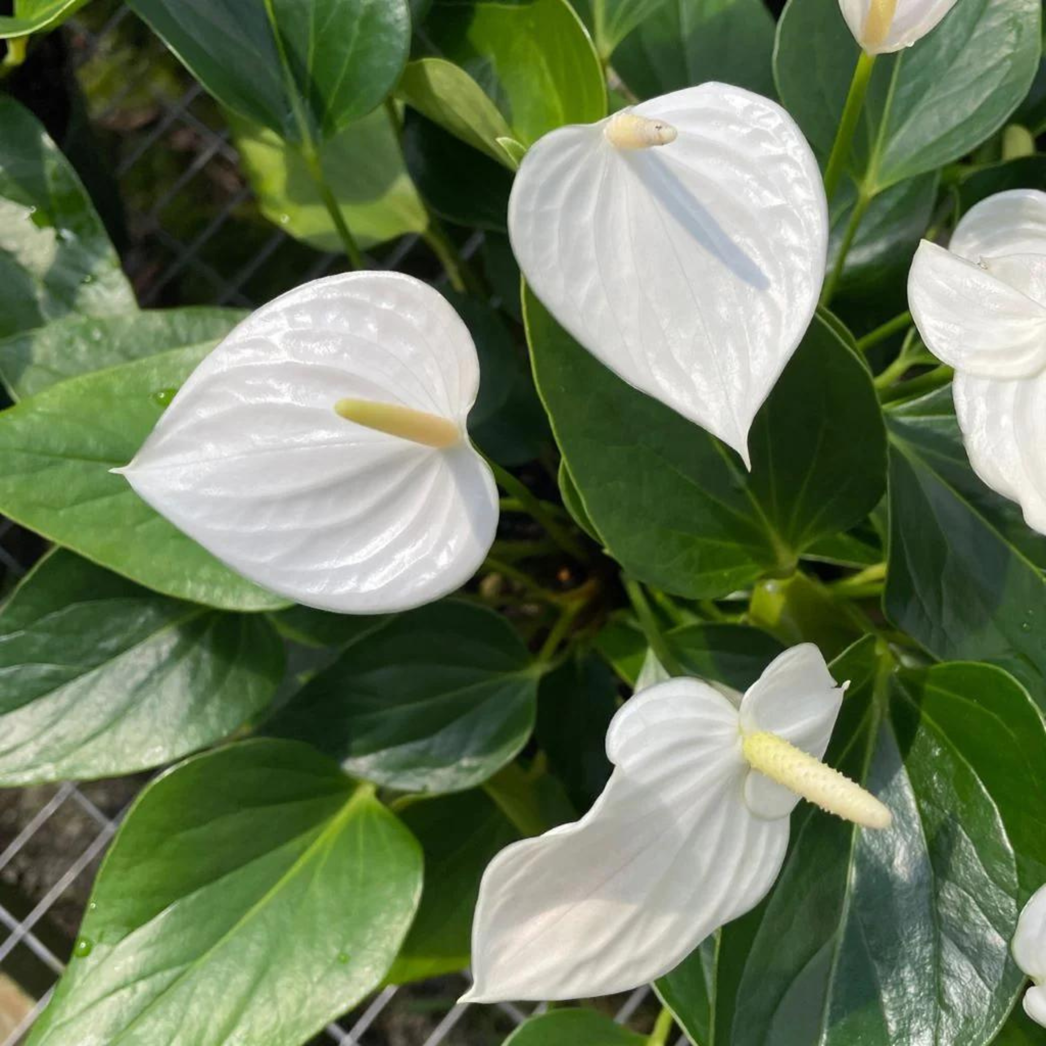 DZ Dwarf Anthurium Sharade White Indoor/Outdoor Live Plant