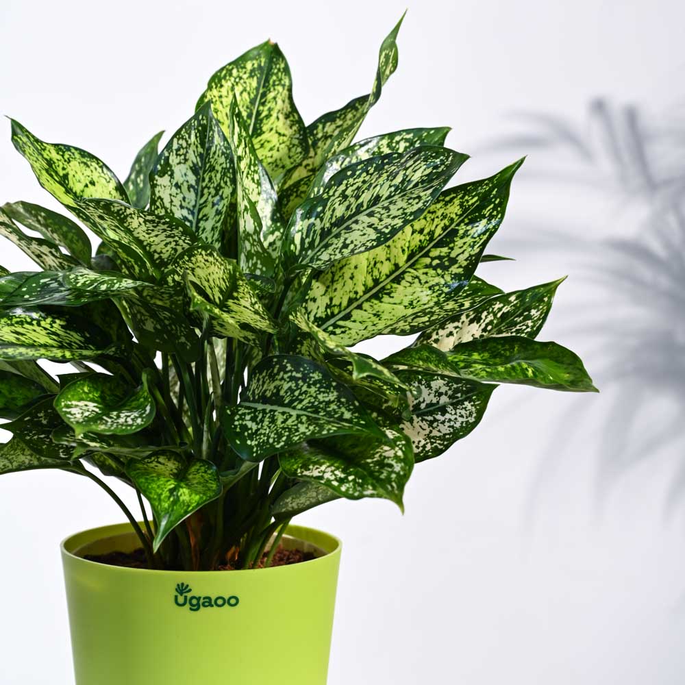 Ugaoo Aglaonema Snow White Plant - view 11