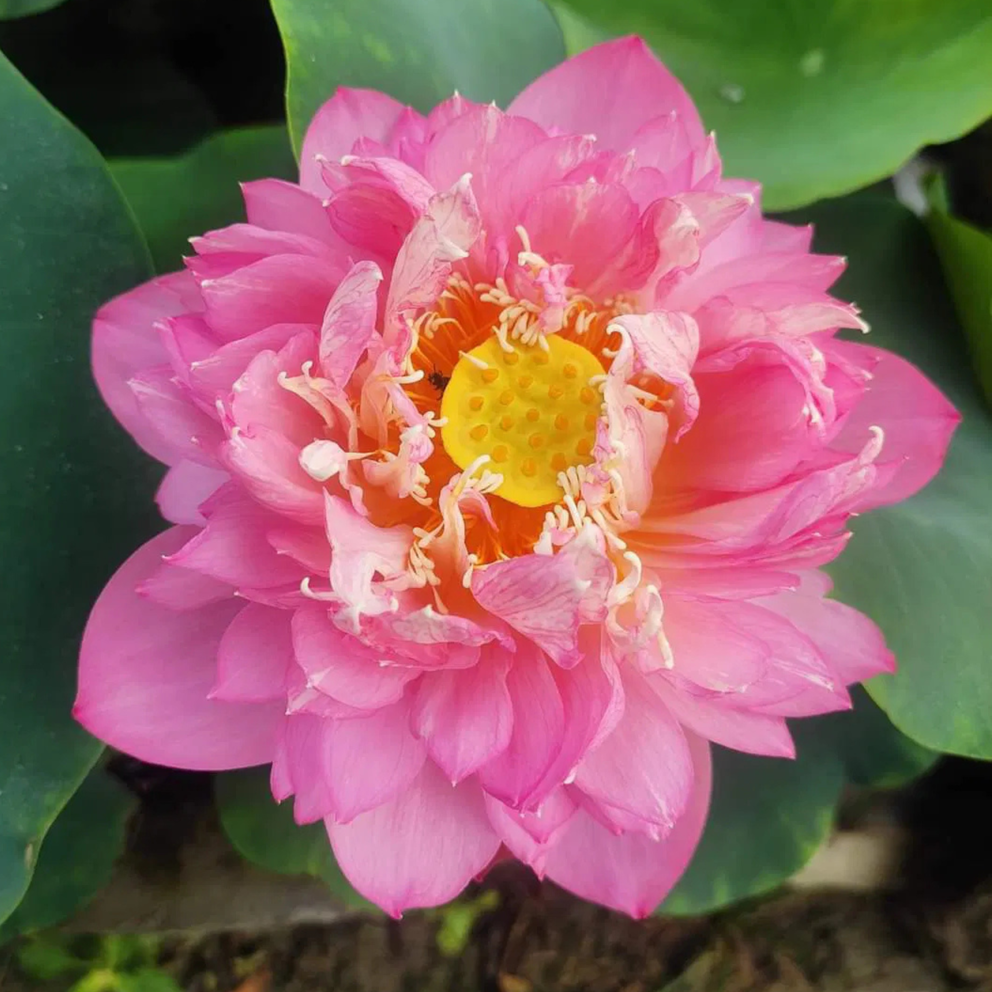 DZ Pastel Blood Lotus Tuber