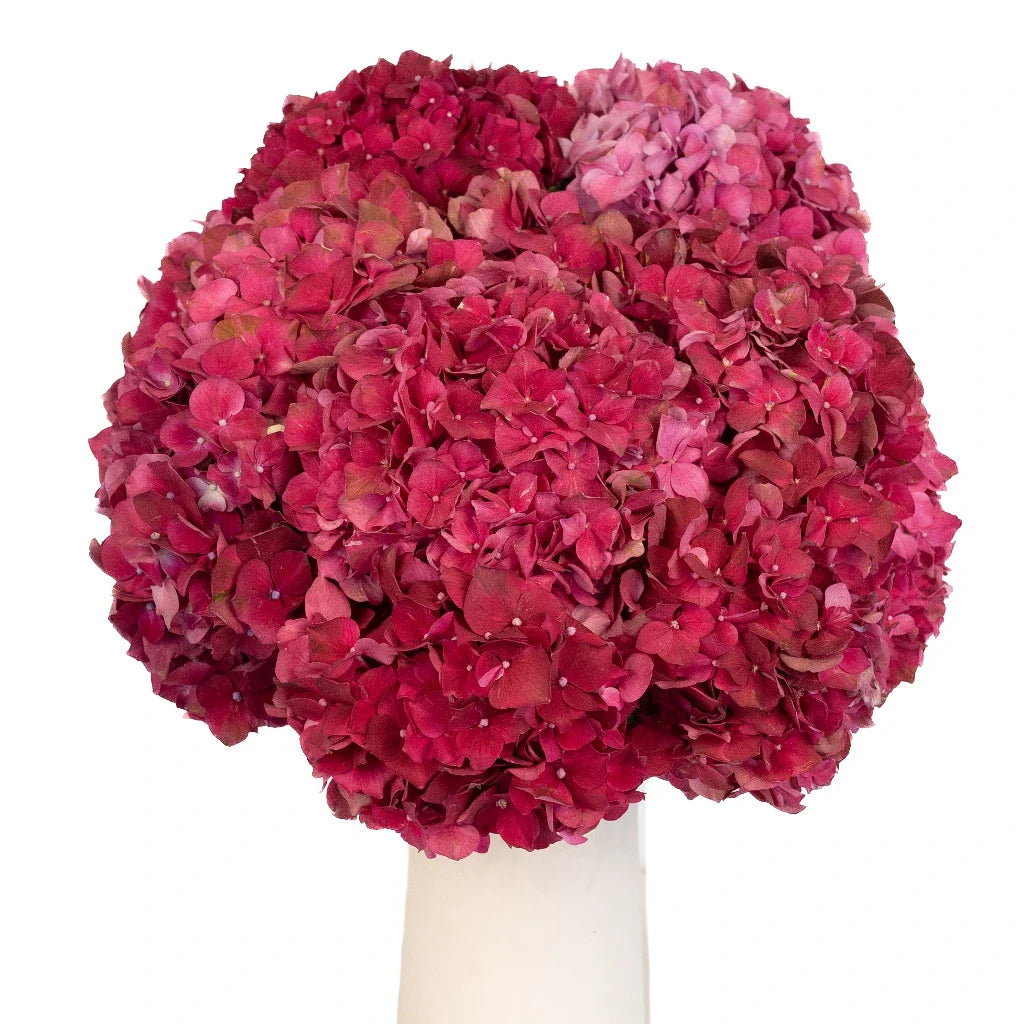 FiftyFlowers Crimson Red Hydrangea Flowers - view 3