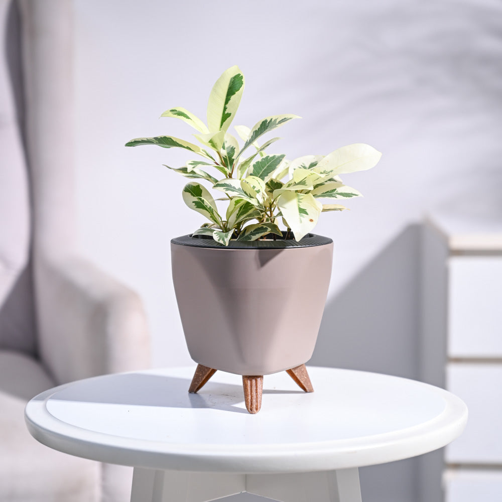 Ugaoo Ficus Prestige Plant - view 139