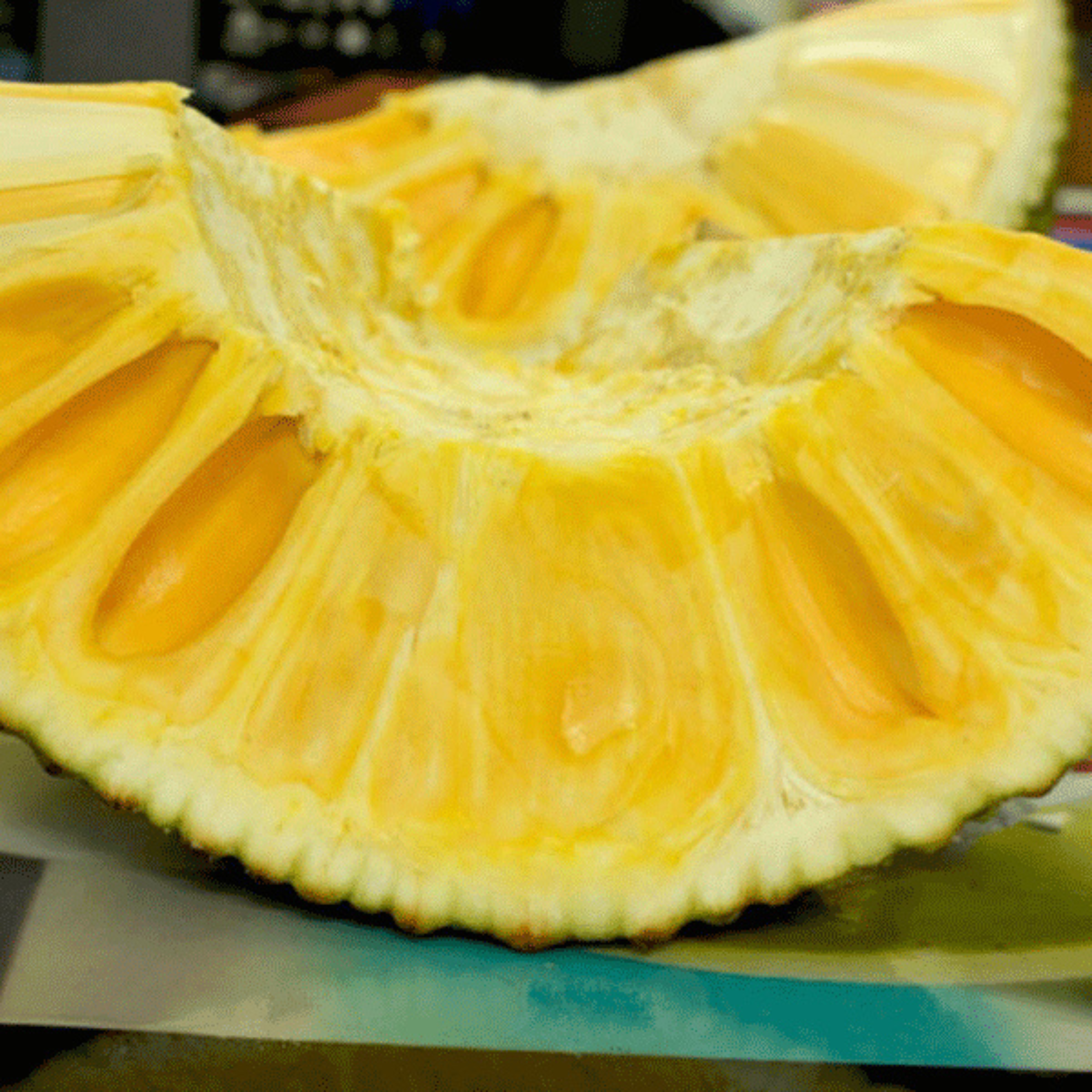 MR Gumless Jackfruit (Artocarpus heterophyllus) Fruit Live Plant - view 2