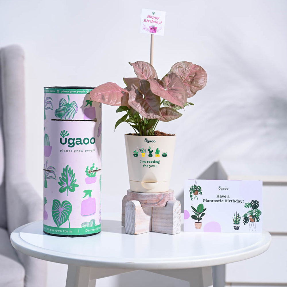 Ugaoo Syngonium Pink Birthday Gift Hamper - view 2