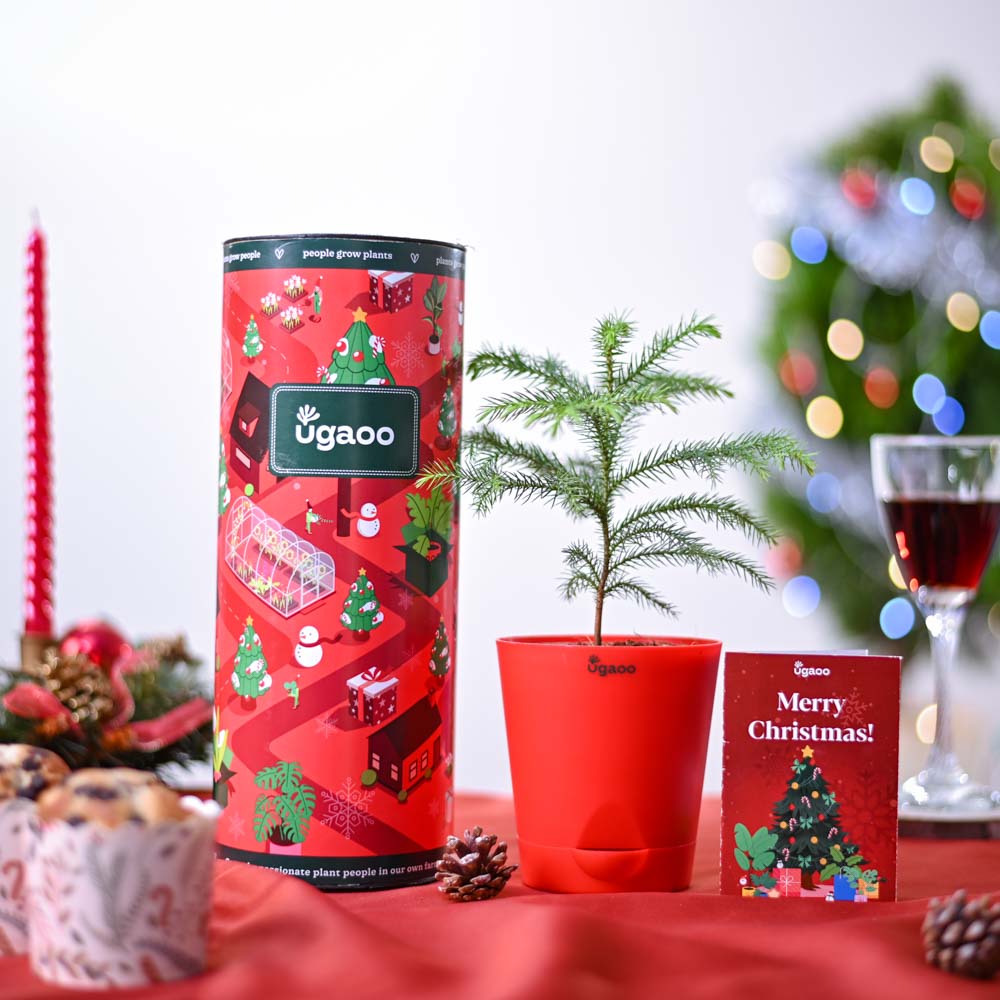 Ugaoo X-Mas Tree Plant Christmas Gift