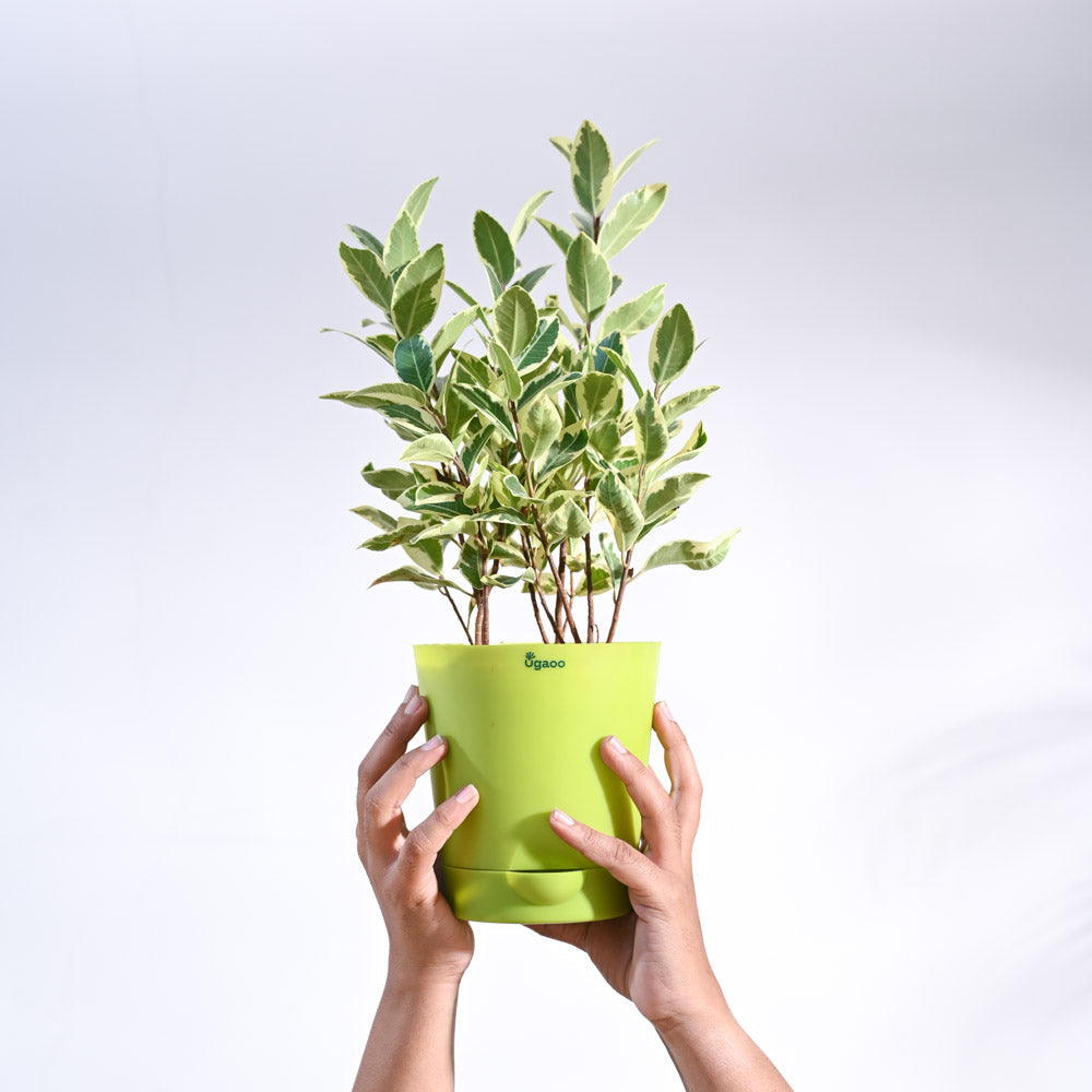 Ugaoo Ficus Prestige Plant - view 20