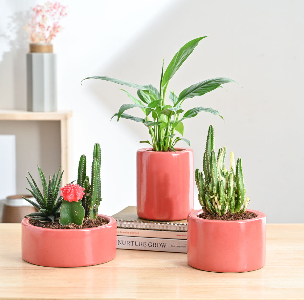 Ugaoo Lilac Stories Bundle - Light Red