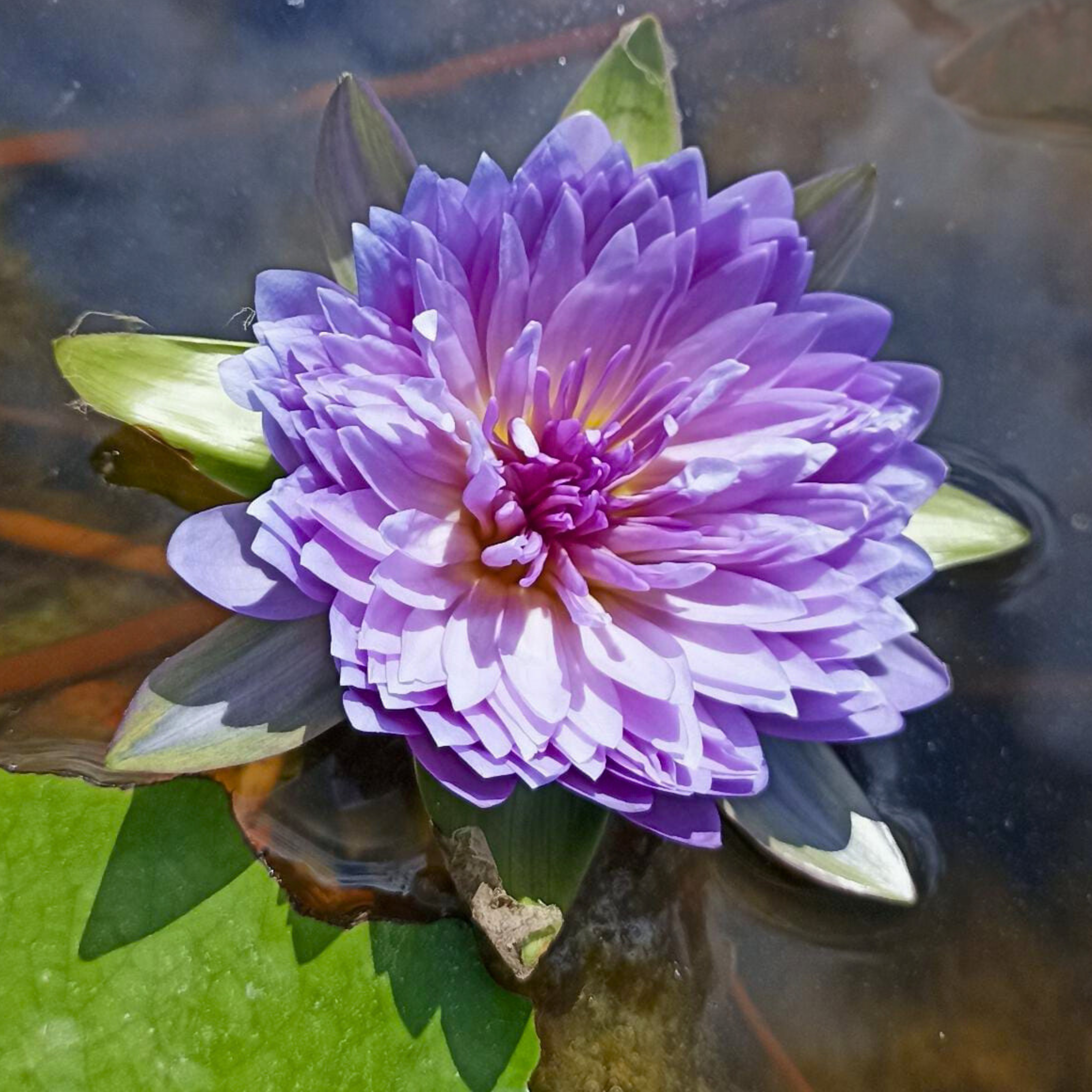 DZ Nymphaea Udumbaramee - view 2