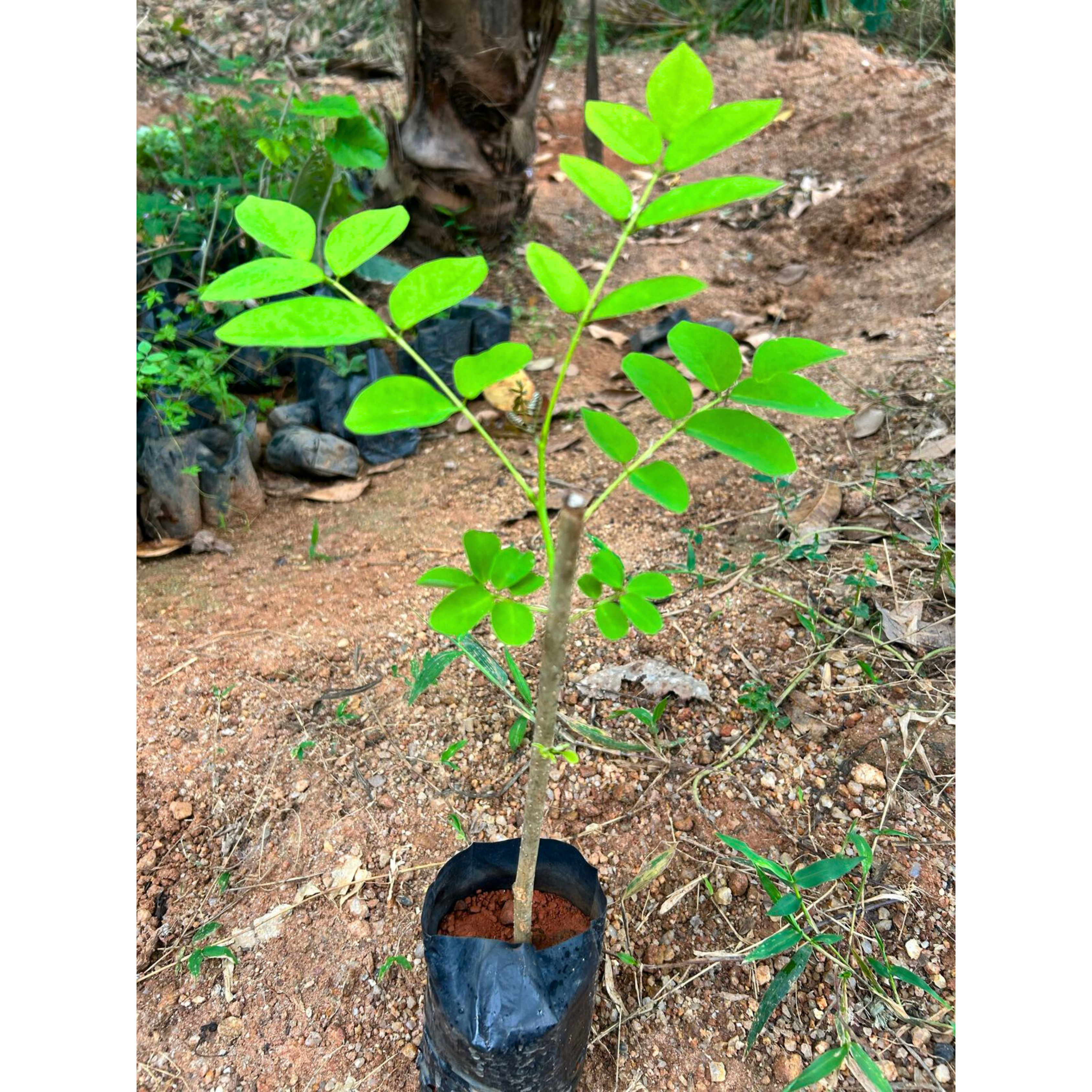 MR Mexican Lilac (Gliricidia sepium) Rare All Time Flowering Live Plant - view 2